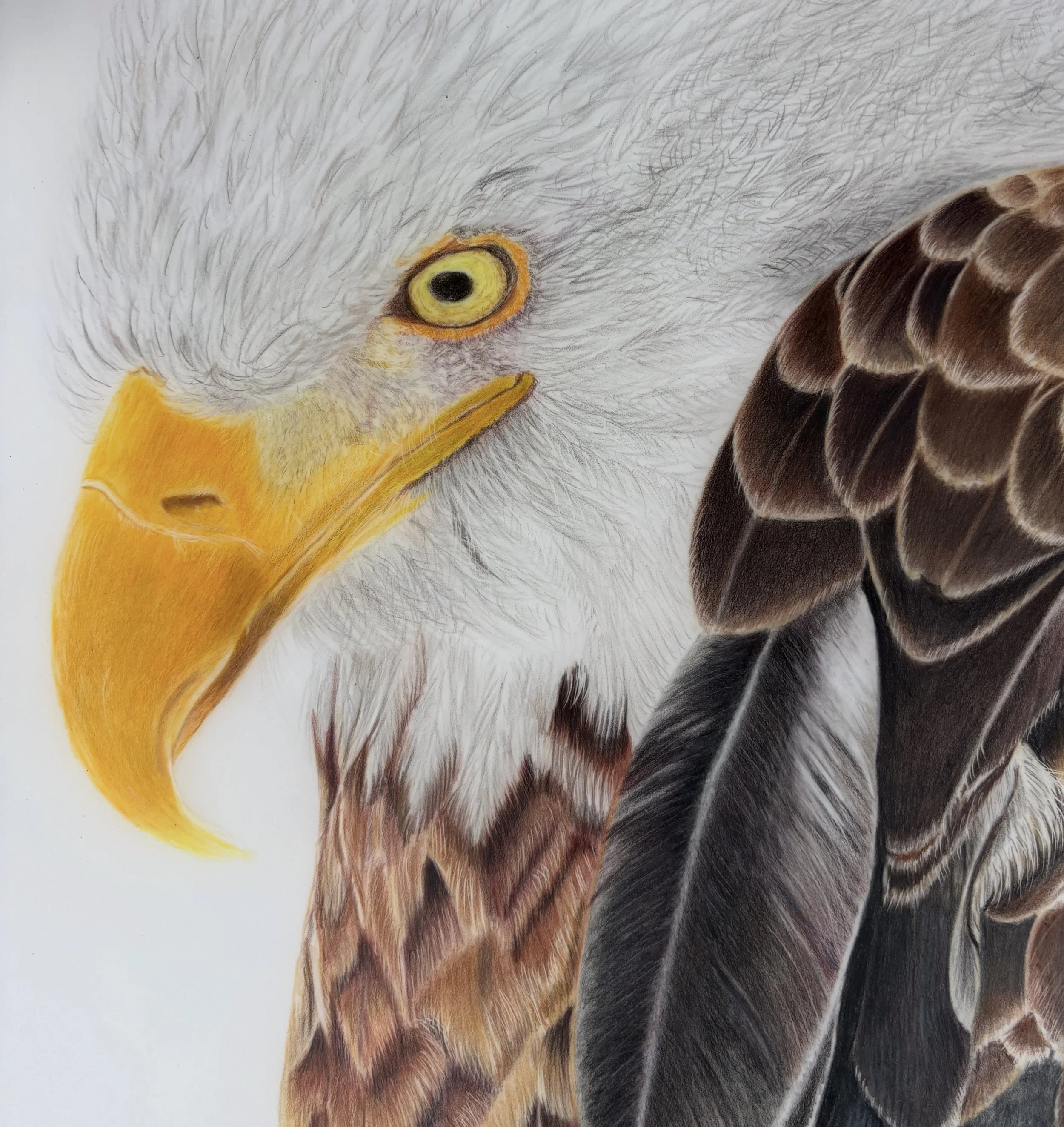 Eagle.jpg