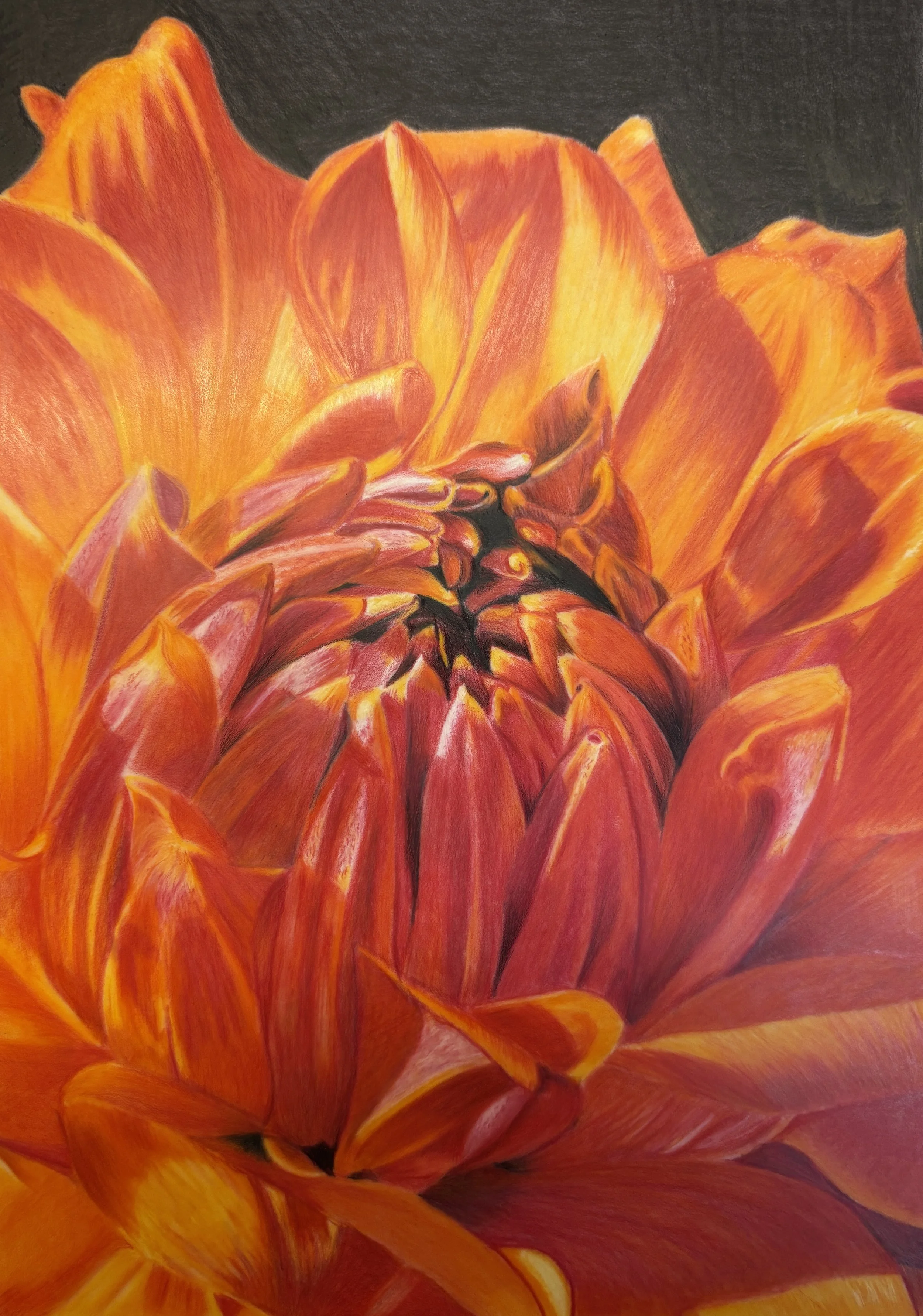 Dahlia drawing Helen Carter Photo and Tutorial.jpg