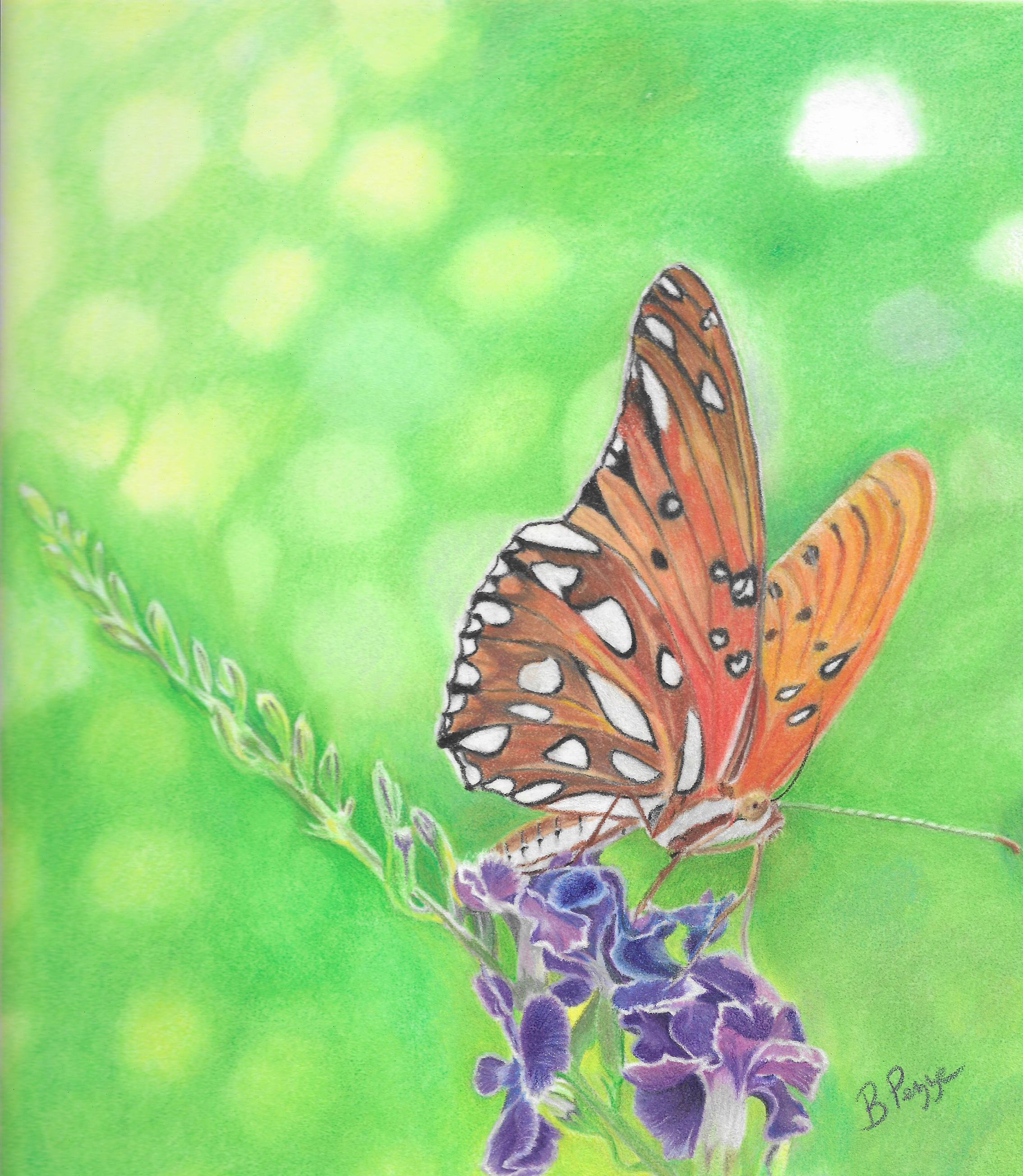 Butterfly  Available 