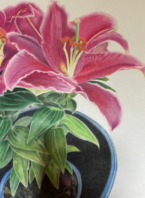 AsianLilly.webp