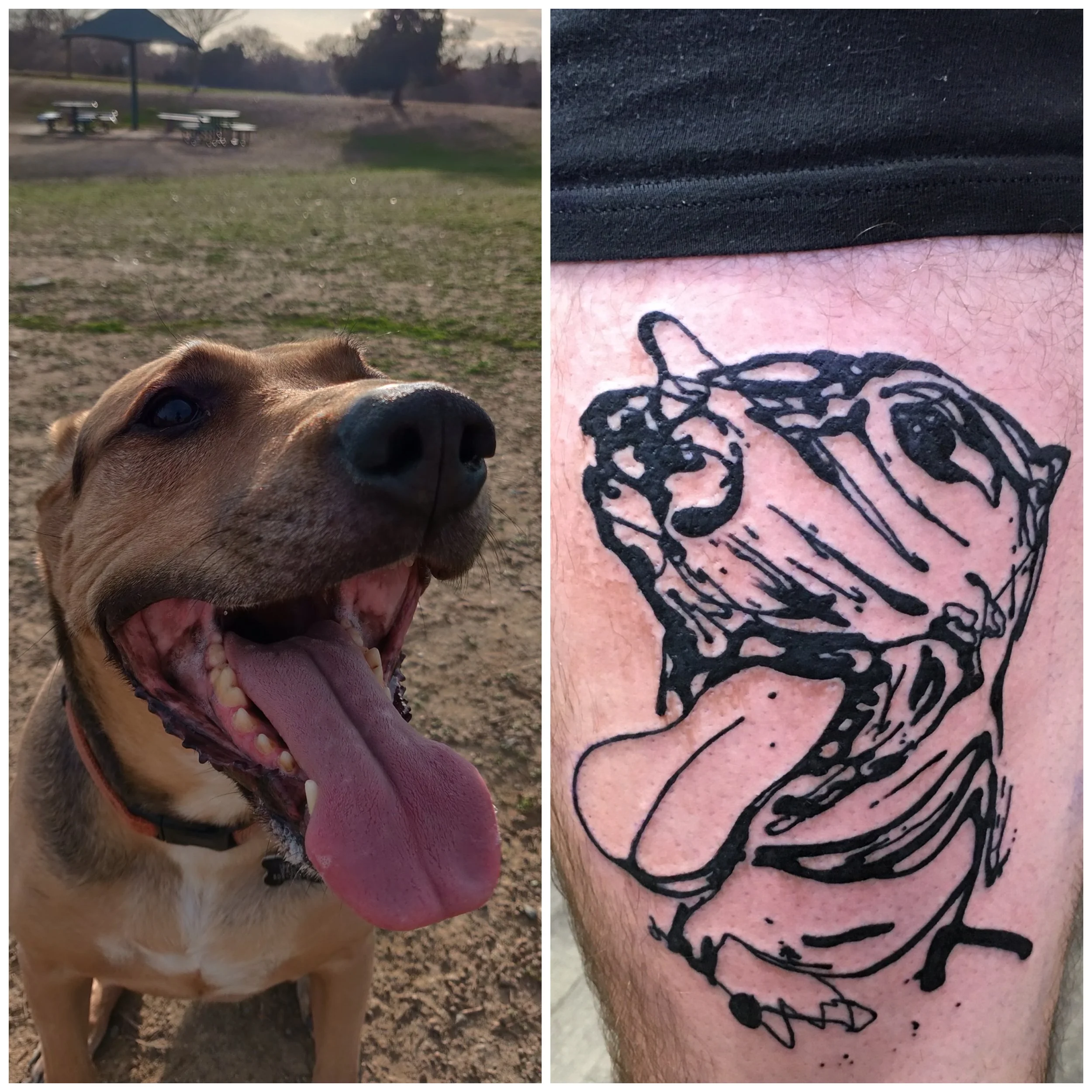 dog portrait abstract graphic Keith Cromie