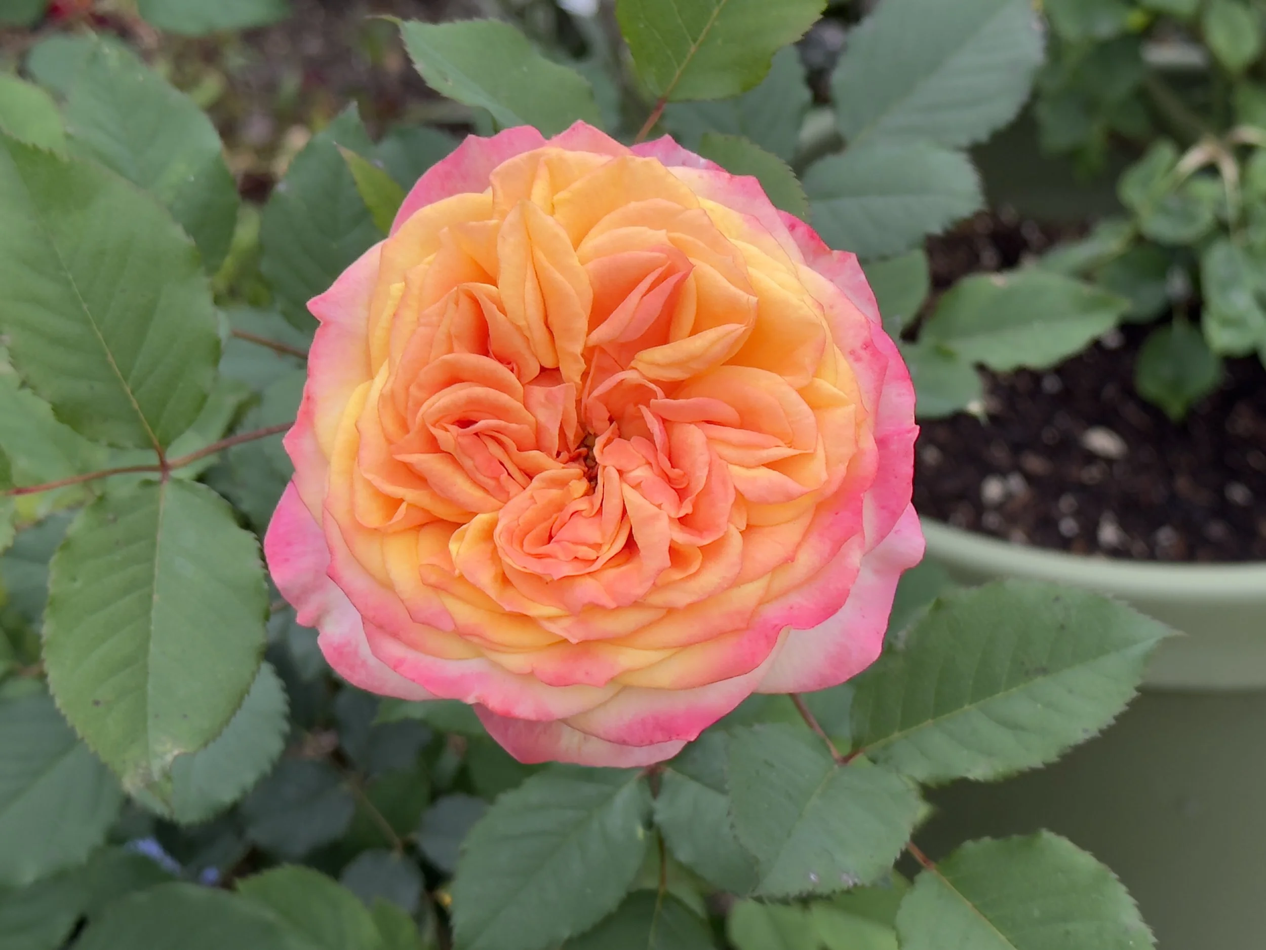 Plant a Rosy Love Garden