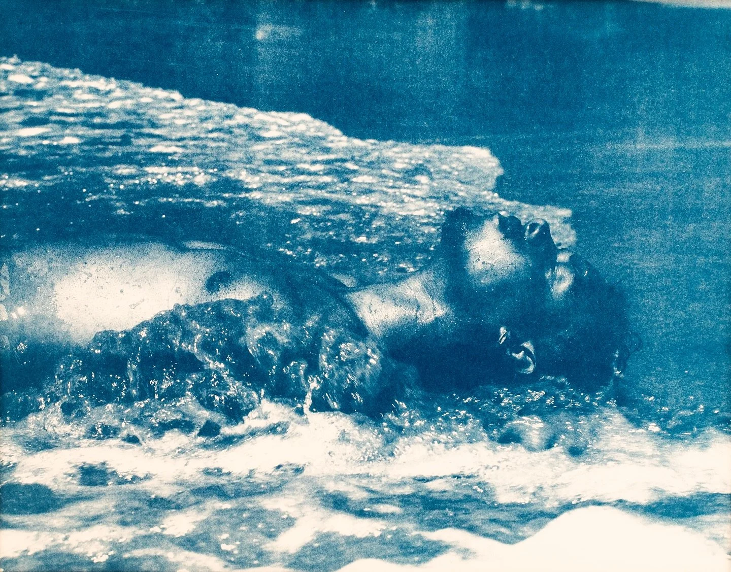 El hombre yace en la orilla, 
la espuma lo envuelve, 
como una manta suave de despedida. 
El agua lo reclama, 
y &eacute;l se entrega, 
en ese ciclo incesante de muerte y renacimiento. 

Cianotipo sobre papel Fabriano 
27 x 35 cm
2024

#cyanotype #cy