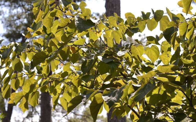 Sunlit green leaves on tree branches with blue sky background