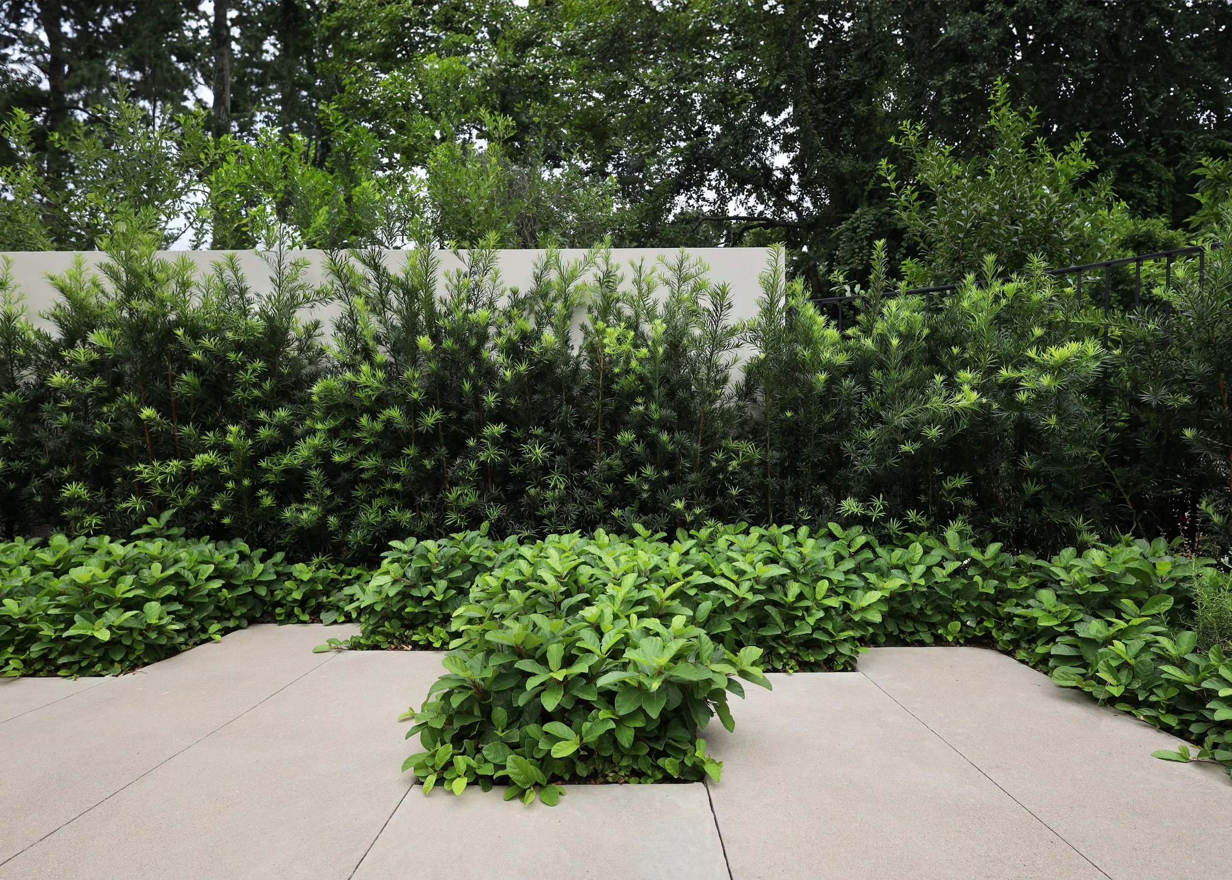 7 - SR - East Broad Oaks - Japanese Yews and Sandy Leaf Fig.jpg