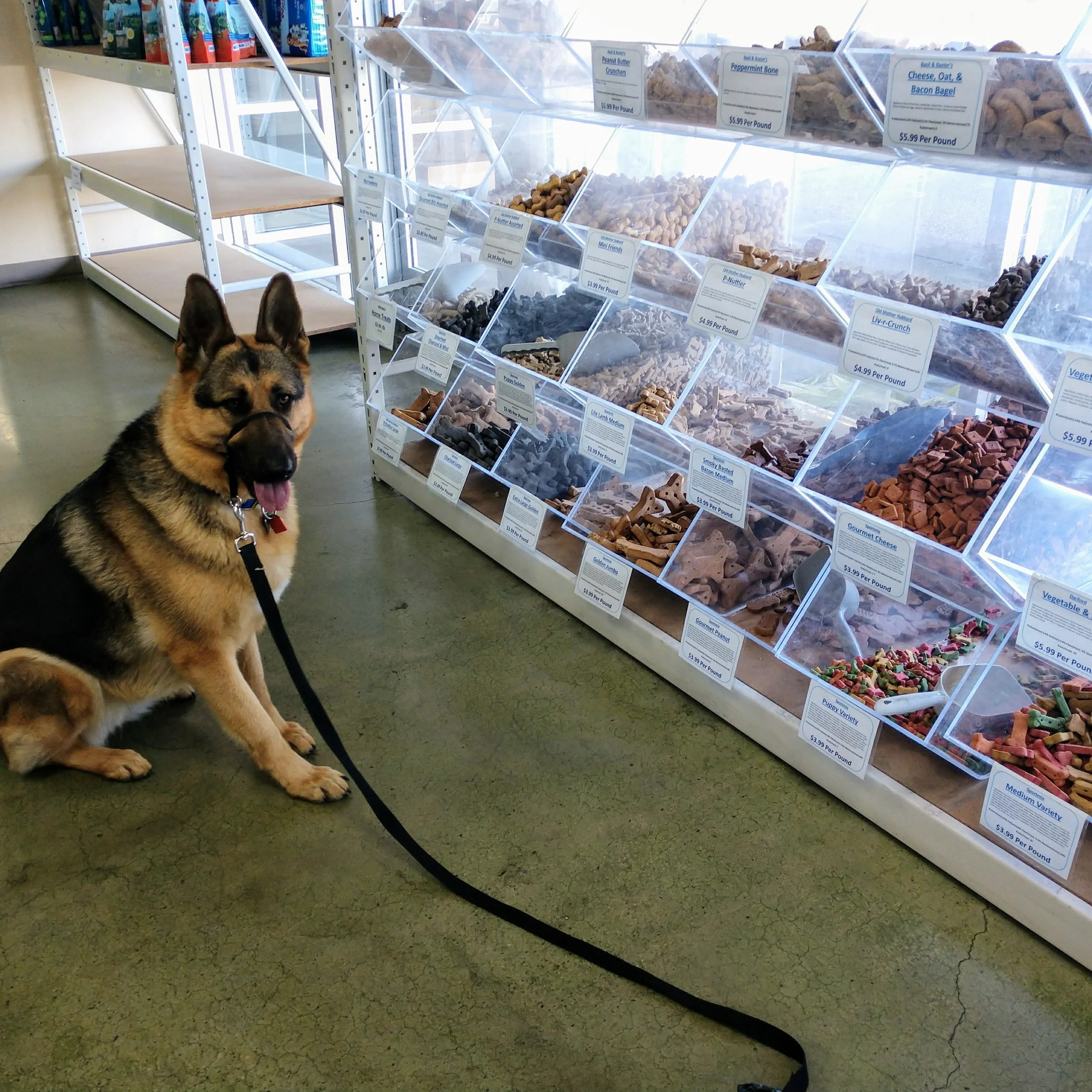 Advanced Obedience Level 2
