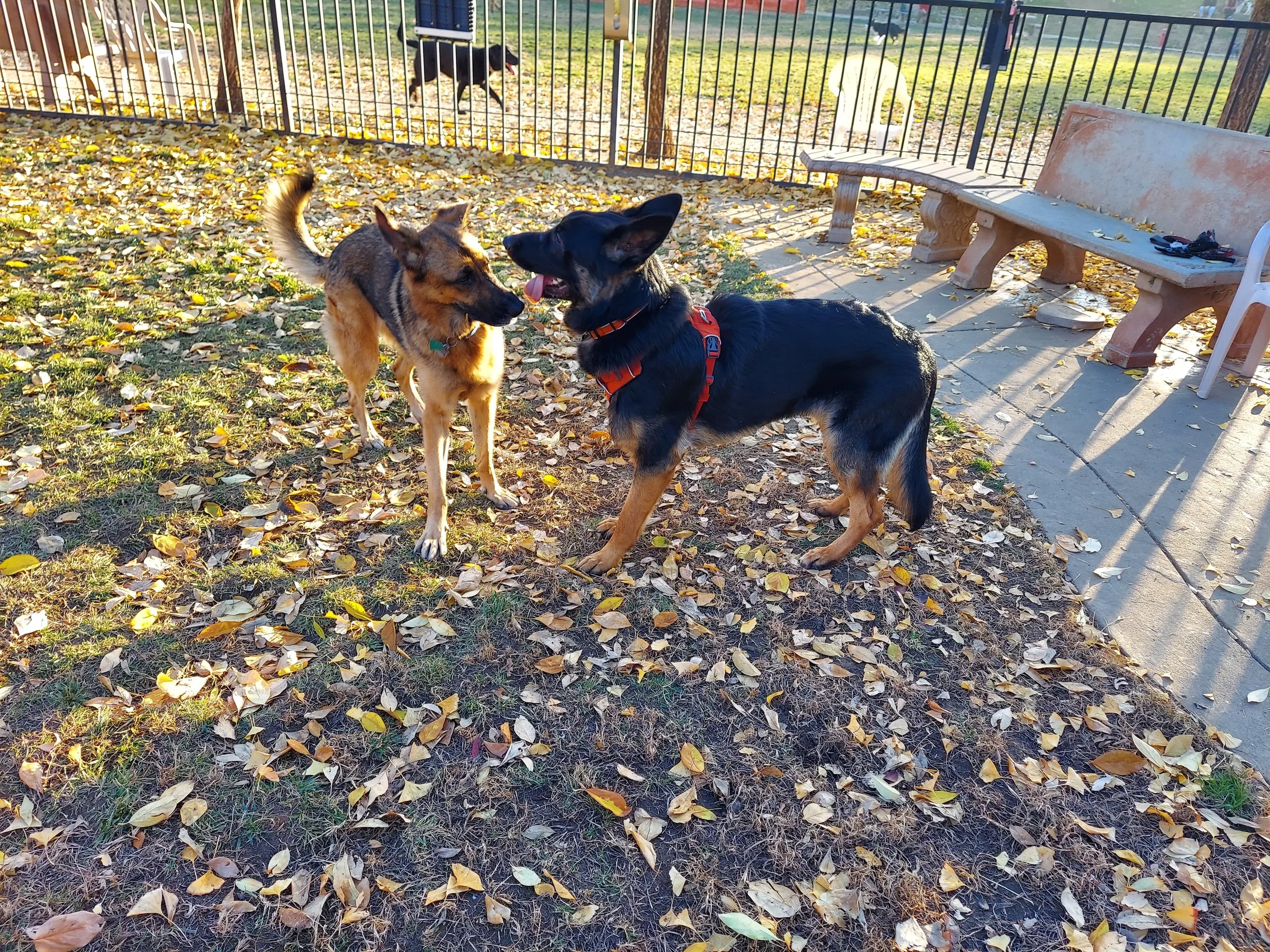 Basic Obedience/Socialization for younger dogs