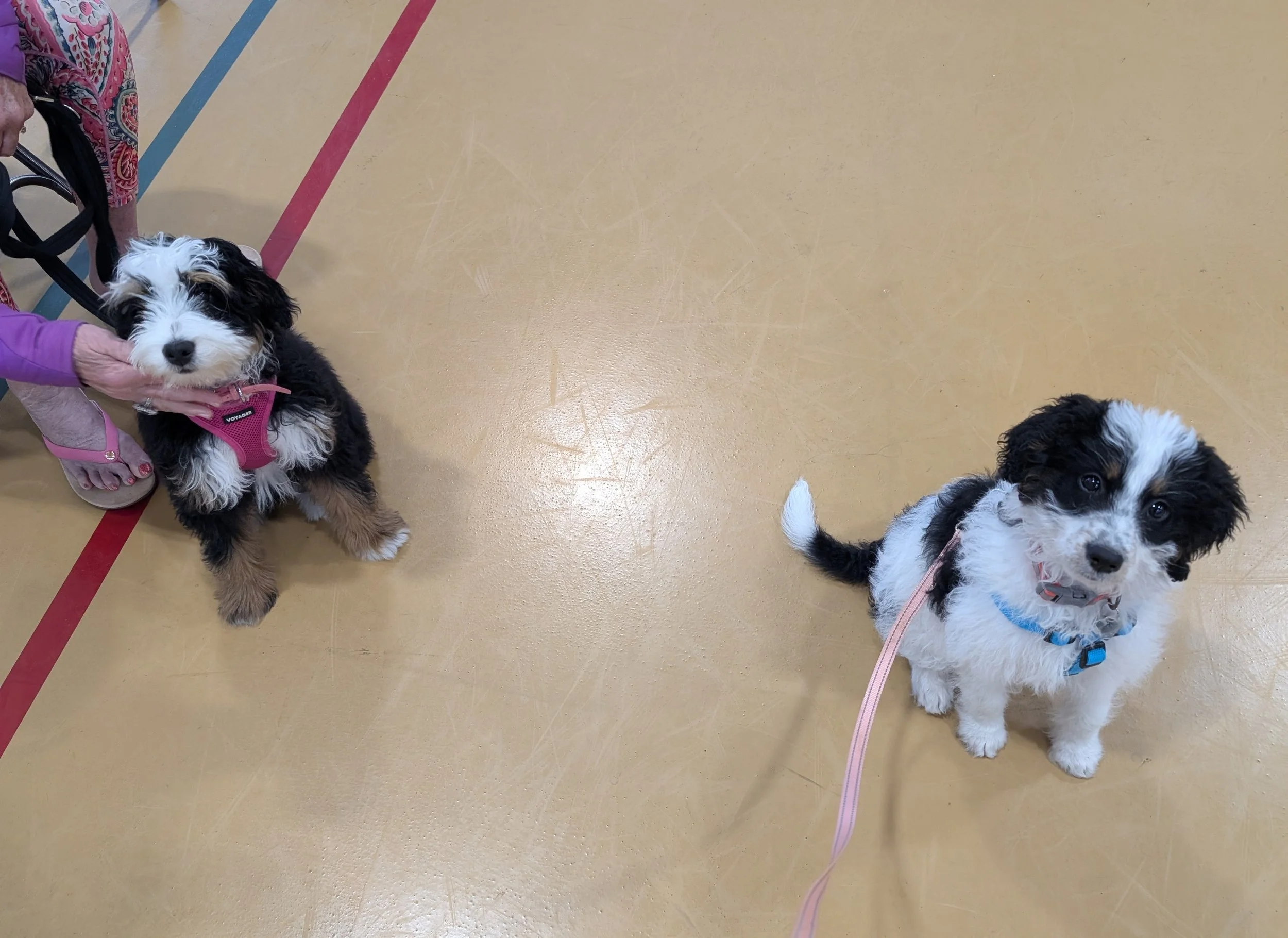 Puppy Socialization Group Class