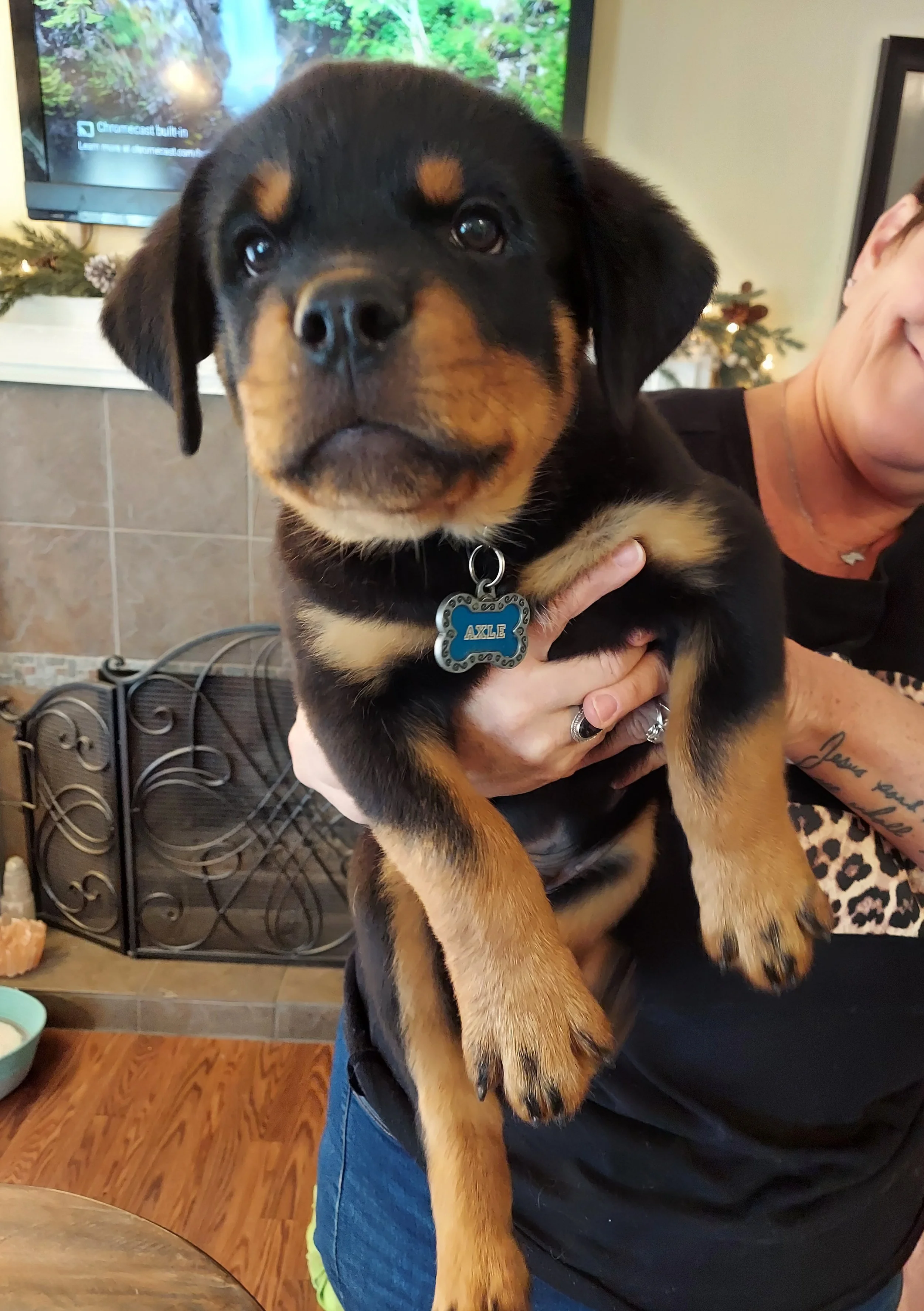 Puppy Socialization Group Class July 