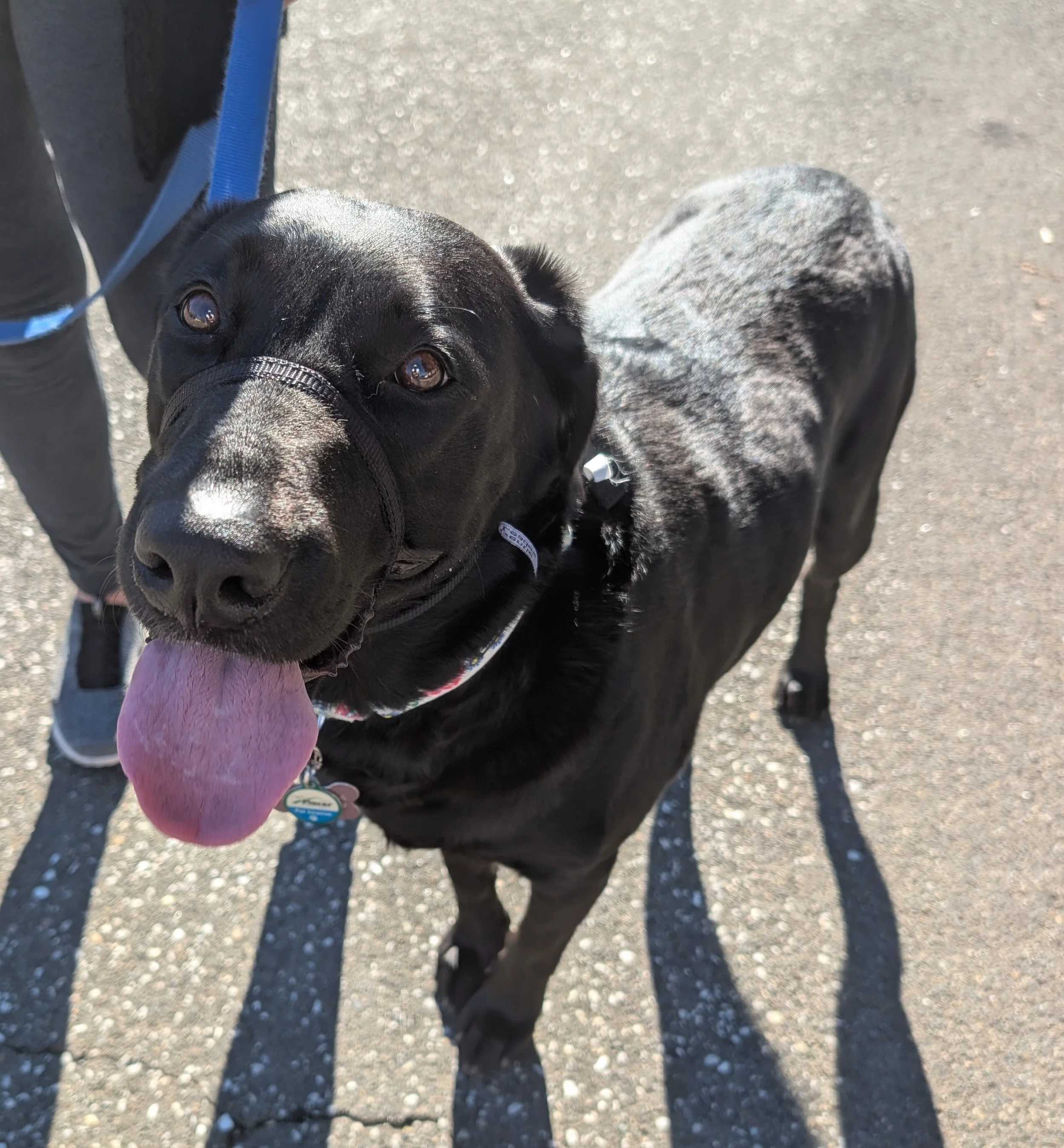Hazel is working on leash manners