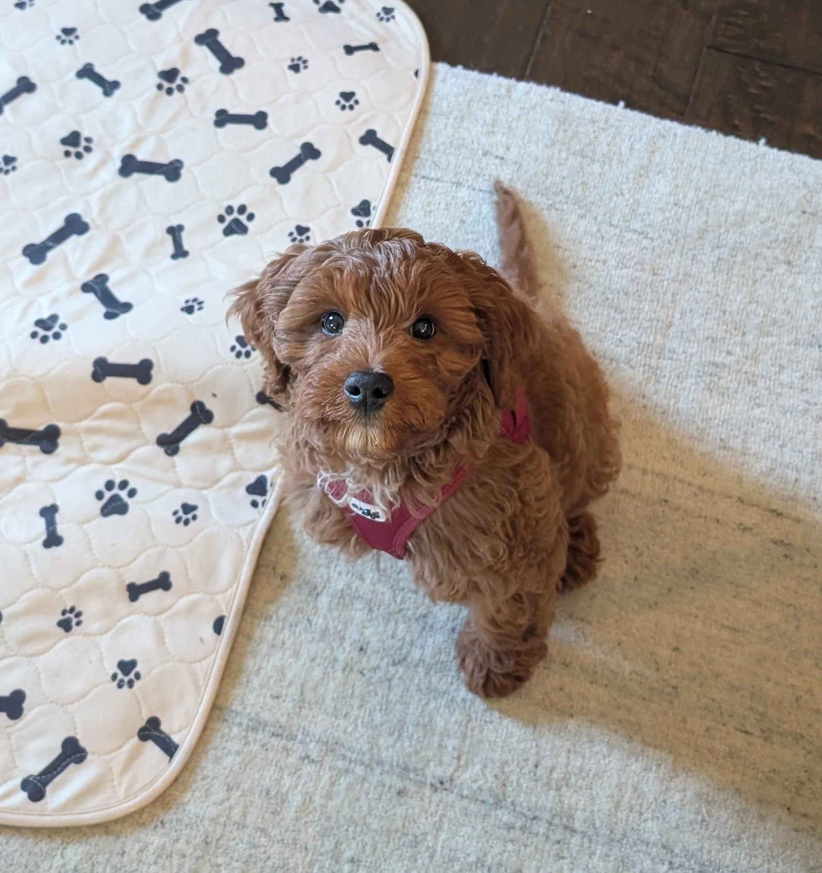 Rosie