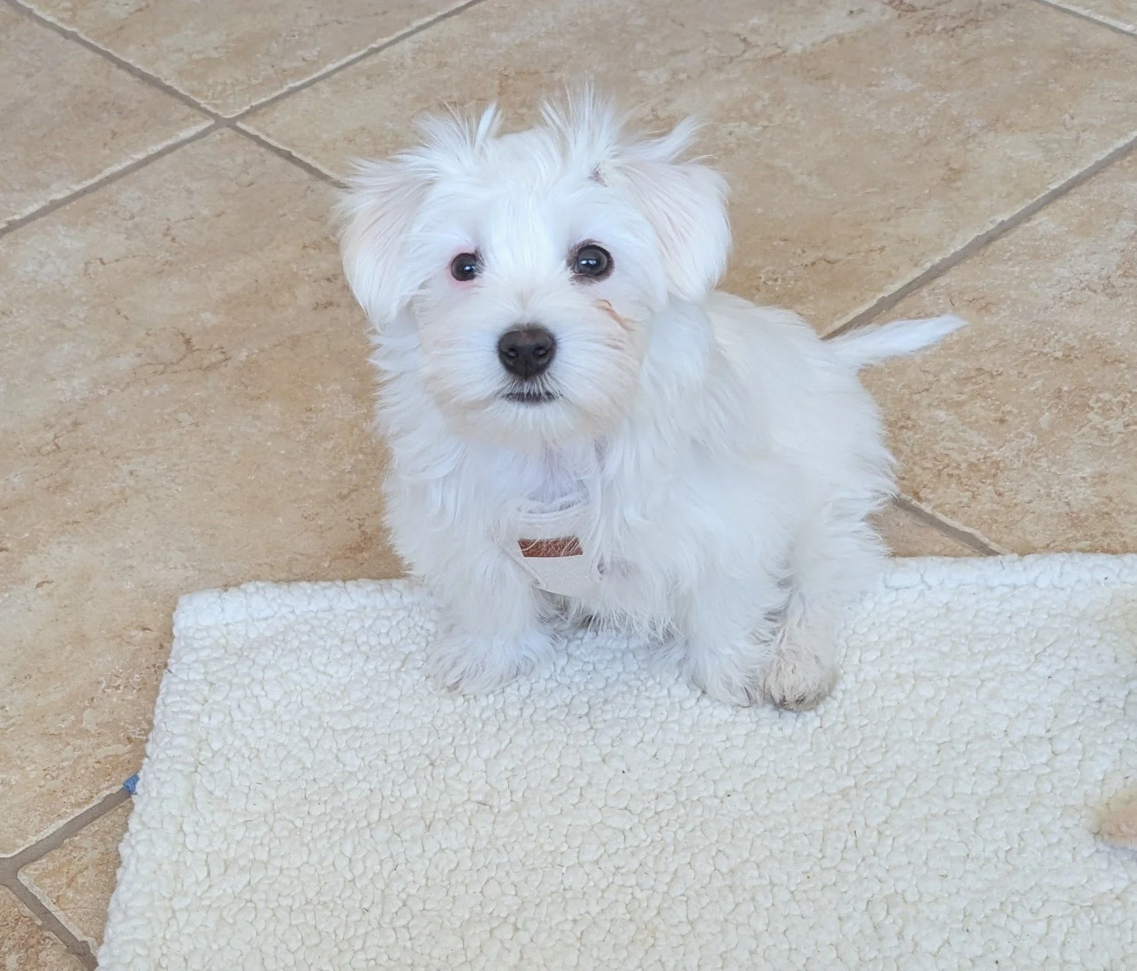 Finnegan intently listening to me as I discuss the housebreaking process.