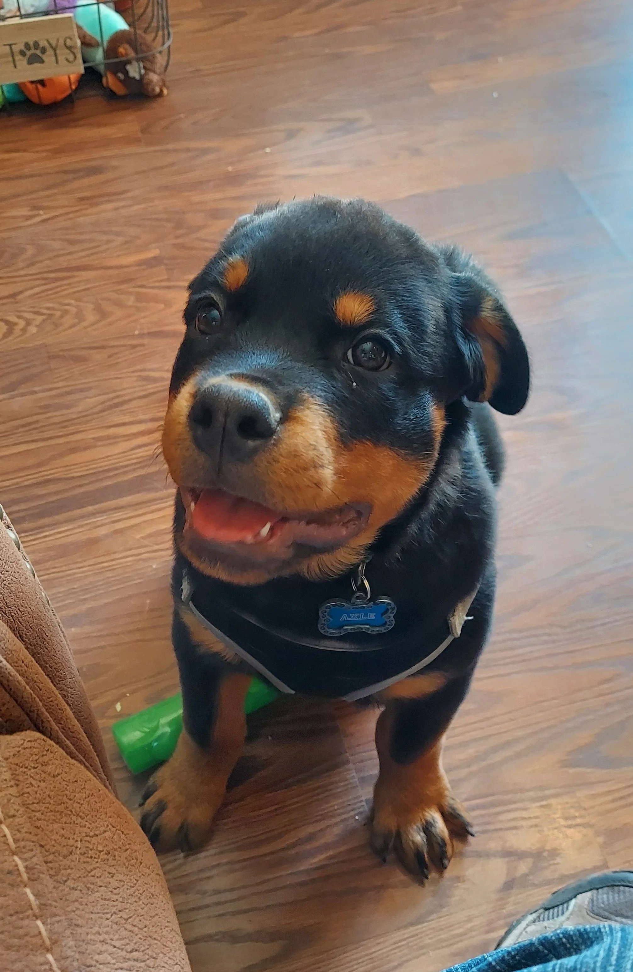 Cosmo