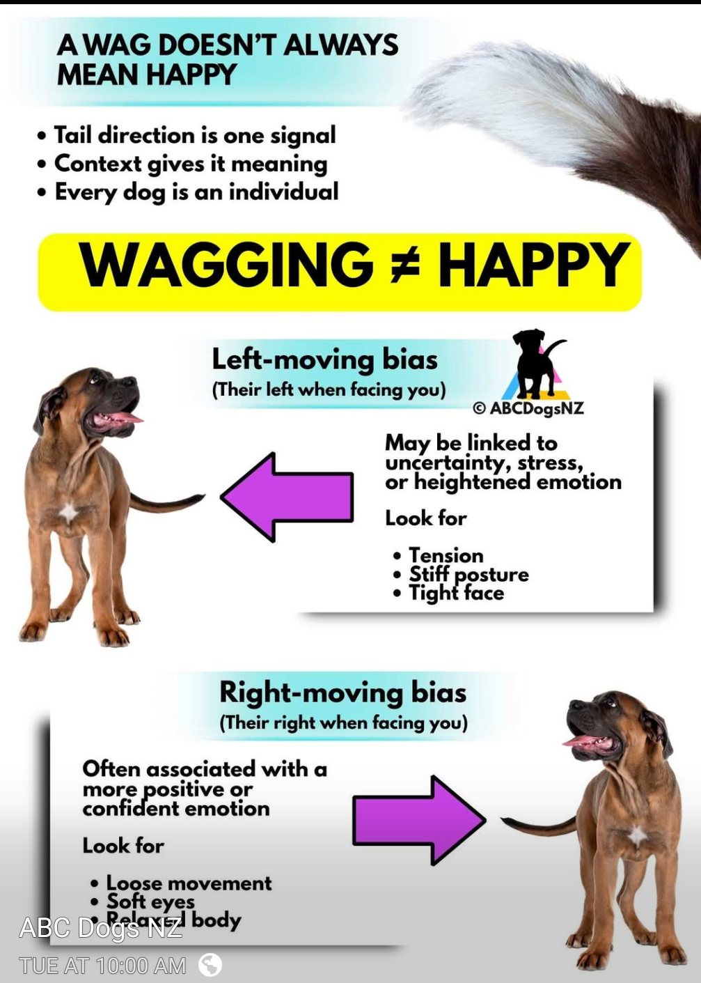 wagging tail.png