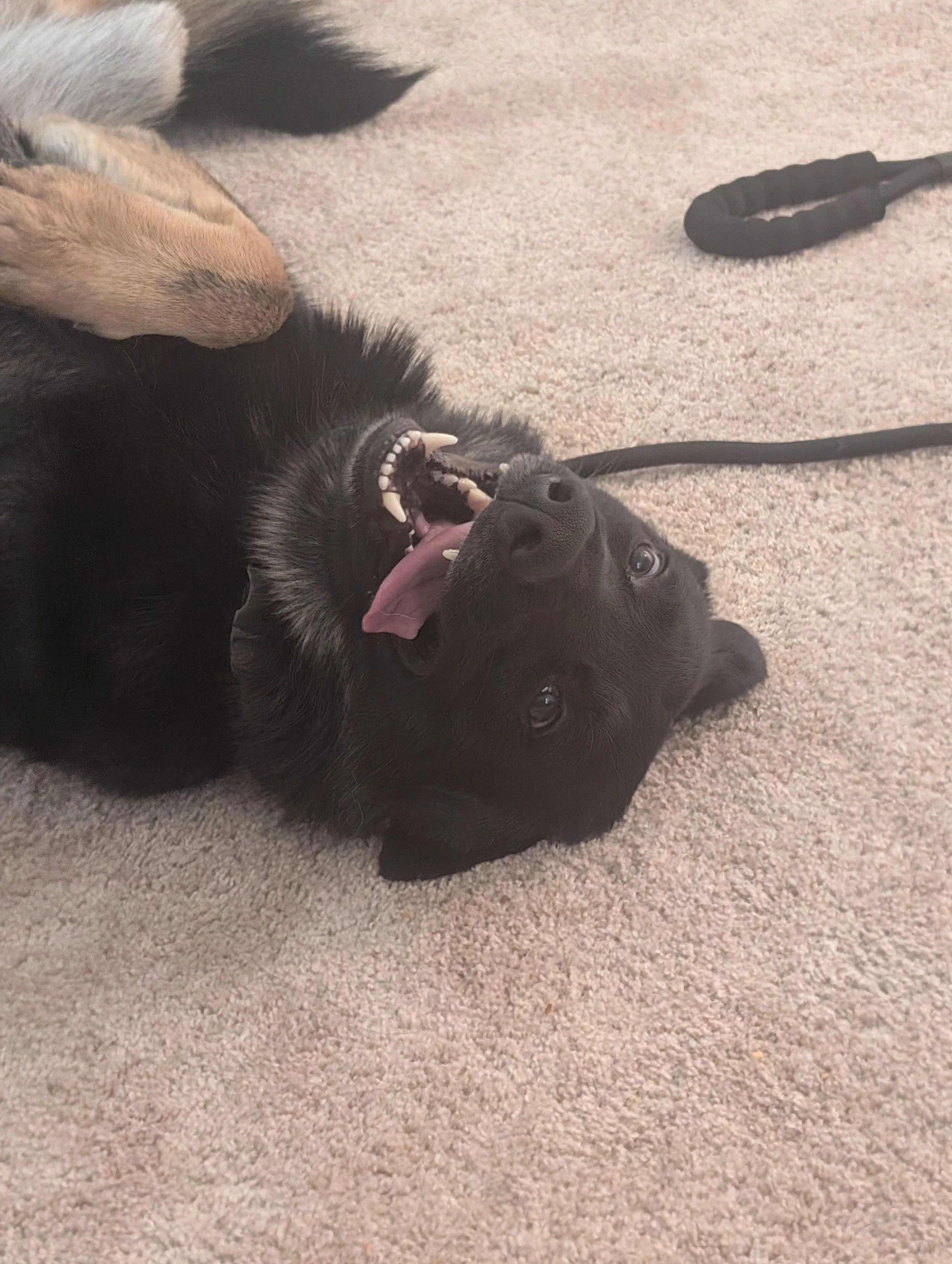 Kingston being a goofball
