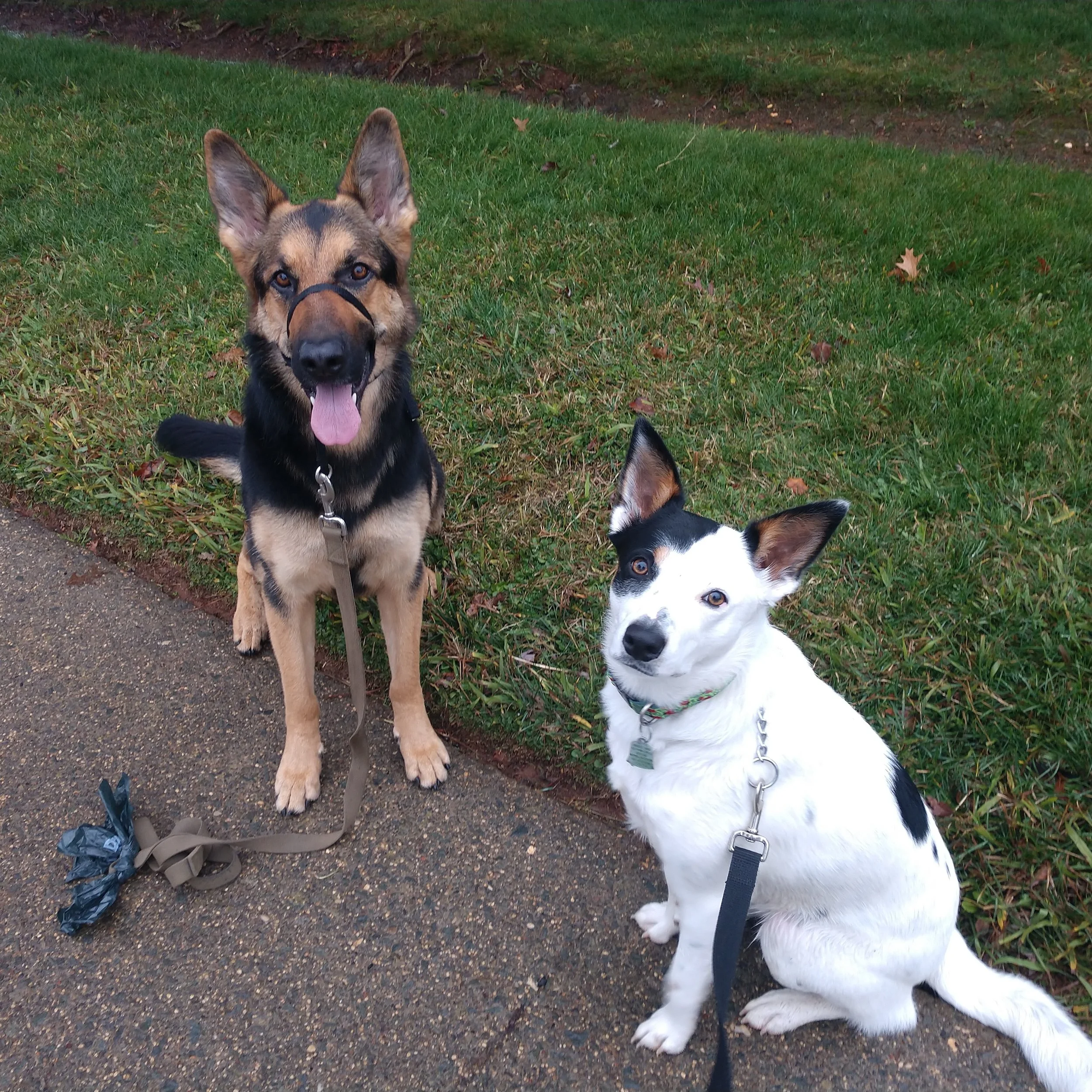 Shasta and Taarna