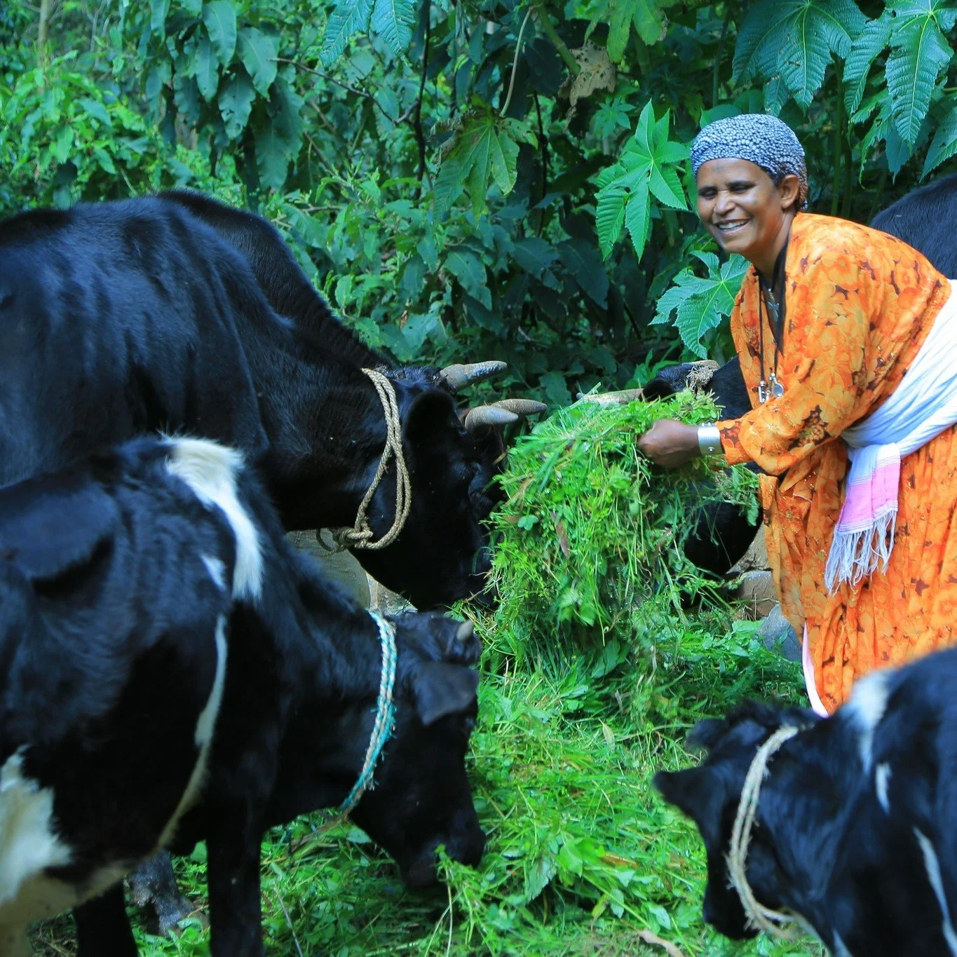 Bayush and her husband Yibeltal began their life together 32 years ago when she was just fourteen. Yibeltal worked the land with his parents while Bayush brewed local drinks, raised chickens, and kept bees to help support their family which grew to i