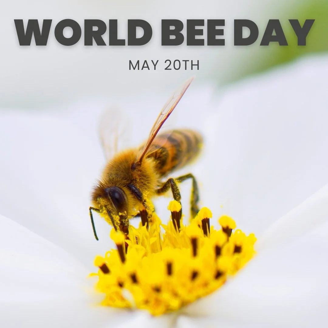 Happy World Bee Day! 

Today we&rsquo;re celebrating those tiny little workers who remind us that small actions create big change. And we&rsquo;re thinking of all the new beekeepers in Ethiopia taking part in the second year of our beekeeping program