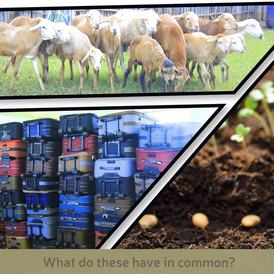 What do sheep, suitcases, and seeds have in common?

Join us to find out when our virtual Fall 2026 Campaign kicks off on Tuesday, October 13th! Throughout the week, we'll be sharing inspiring stories that showcase the life-changing impact of Project