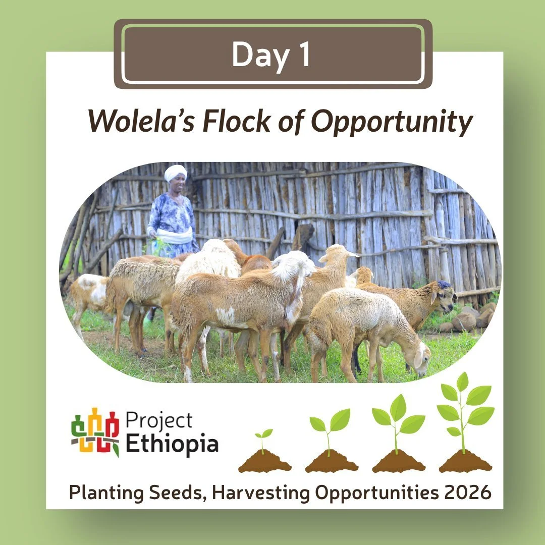 For many rural Ethiopian families, sheep are more than livestock. They are a savings account, a source of income, and a safeguard against life's unexpected challenges. If a single sheep can help a family pay school fees, cover medical expenses, and b
