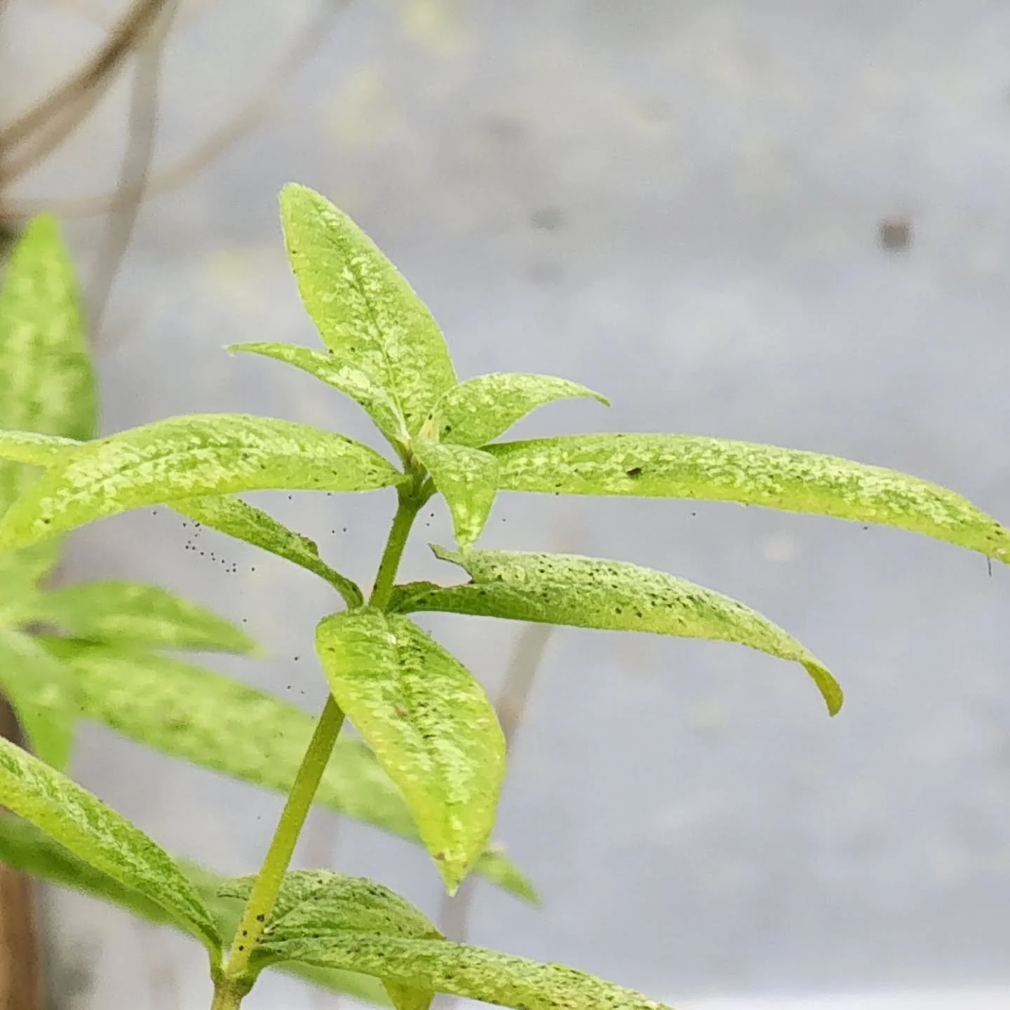 Lemon verbena, marjoram, rocket, hanging on before frost. And then marvelous Canary Bird, Abutilon, grows a 90 degree bend where i pruned it in june, and still in flower now, during storm Bran. The parent of this cutting has been in flower continuous