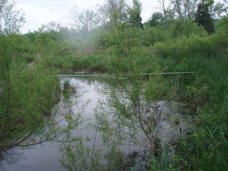 Mount Vernon Springs Stream & Wetland Restoration