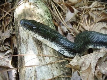 Apex Assemblage Development