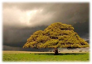 Mustard Trees = Faith and Kingdom