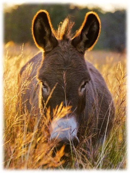 Thanks for that Ox or Donkey!
