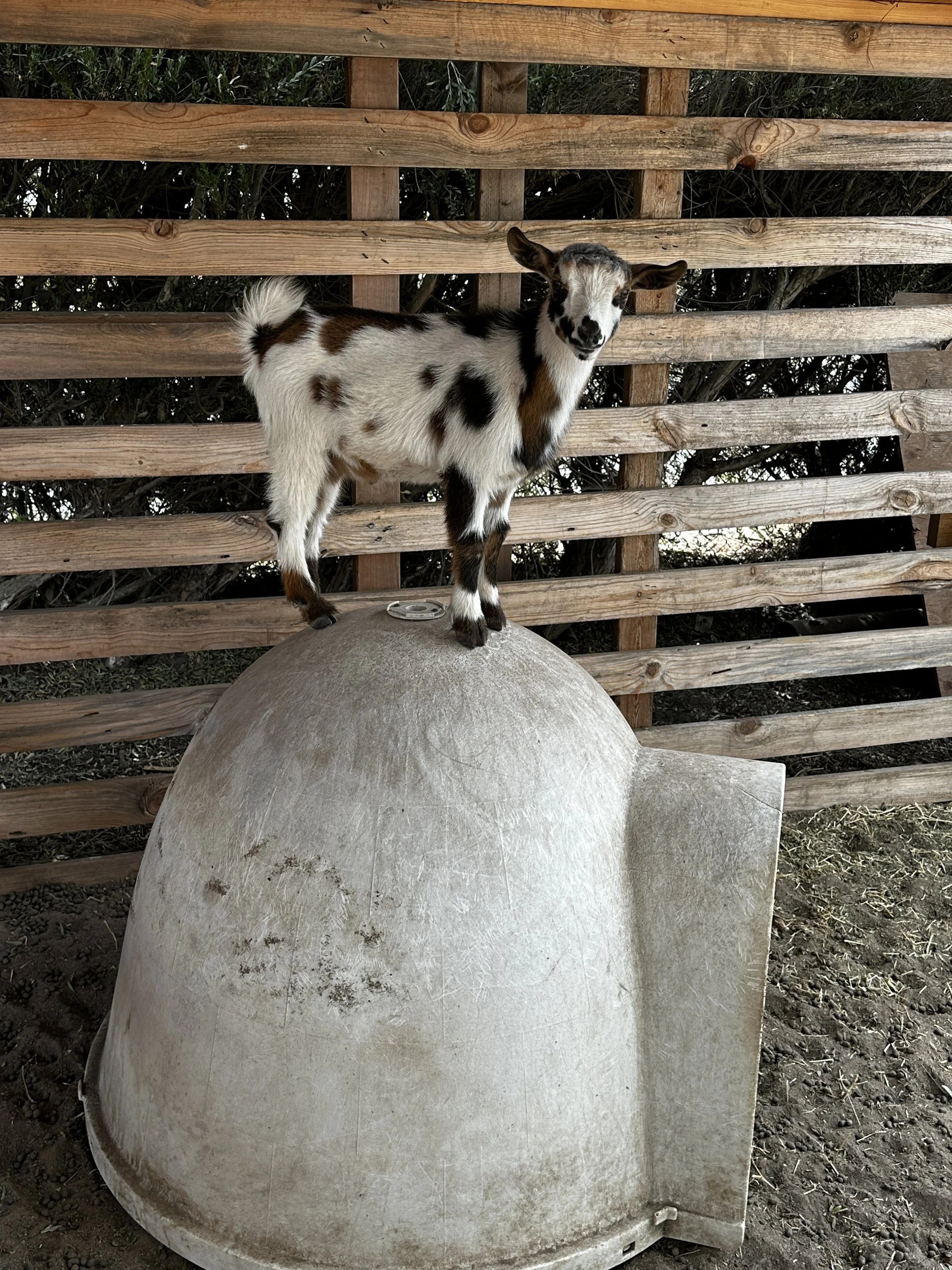 2 Month Old Buck