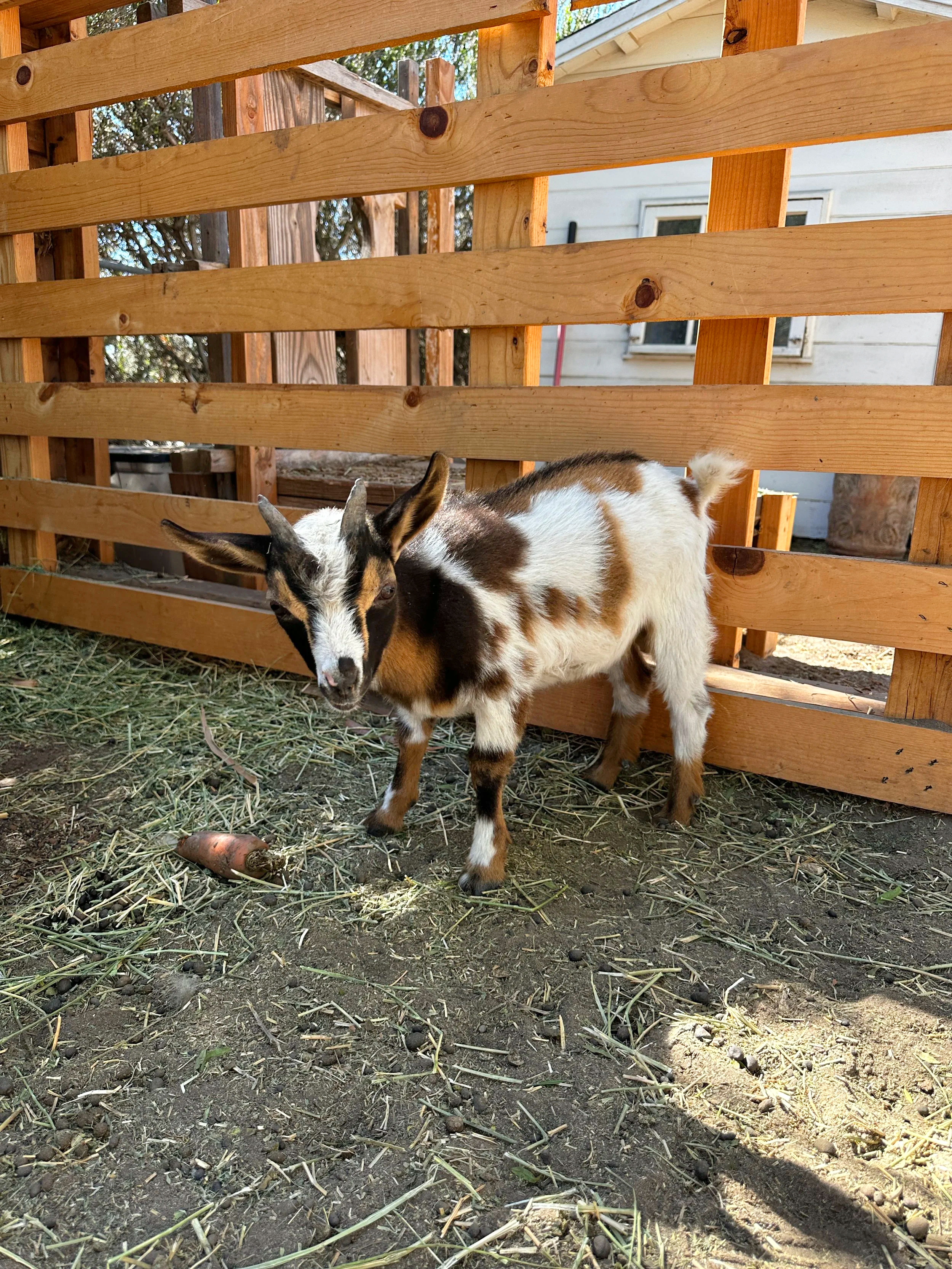 2 Month old Buck