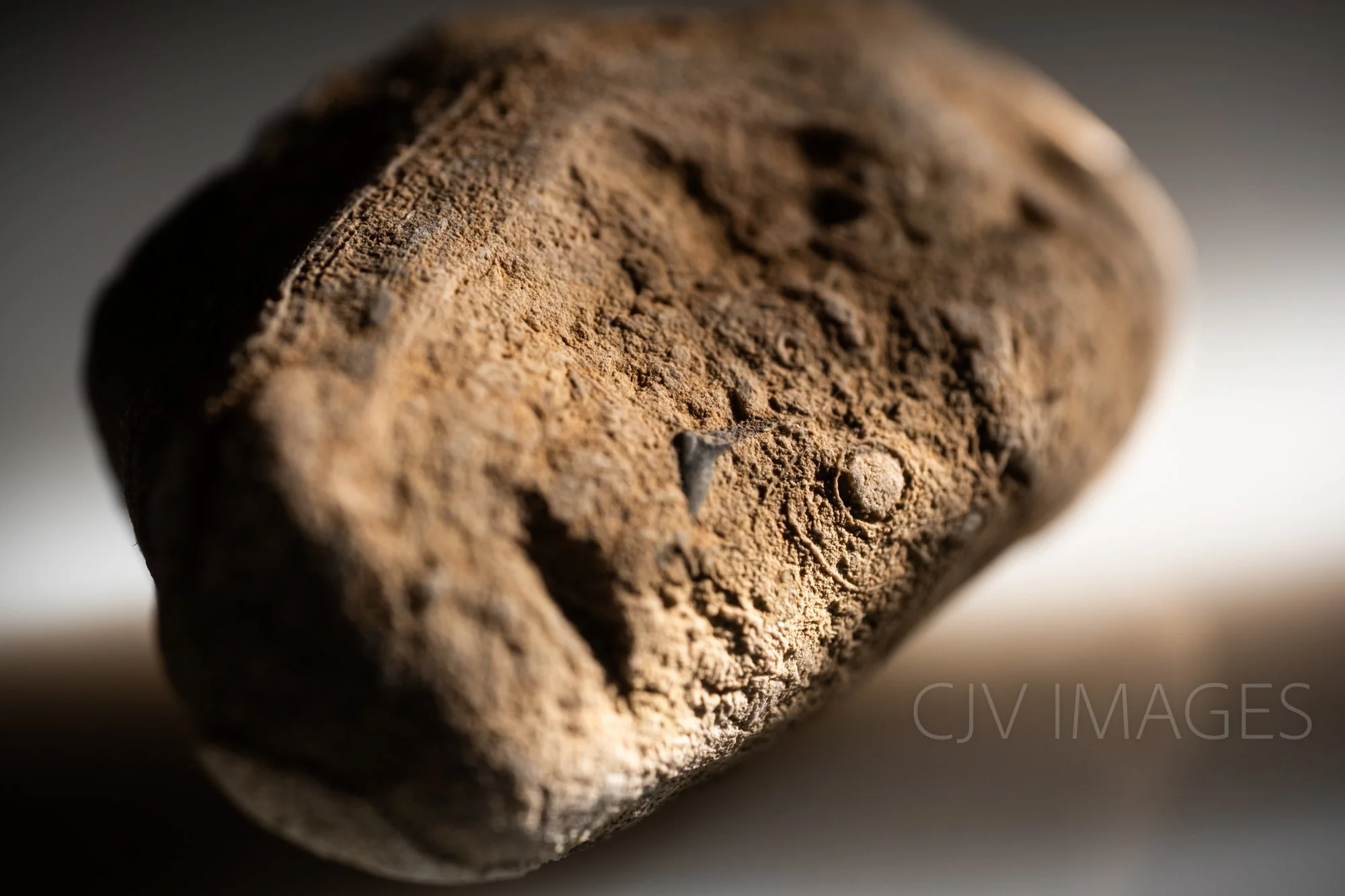 STONE- STONE FACE #1516