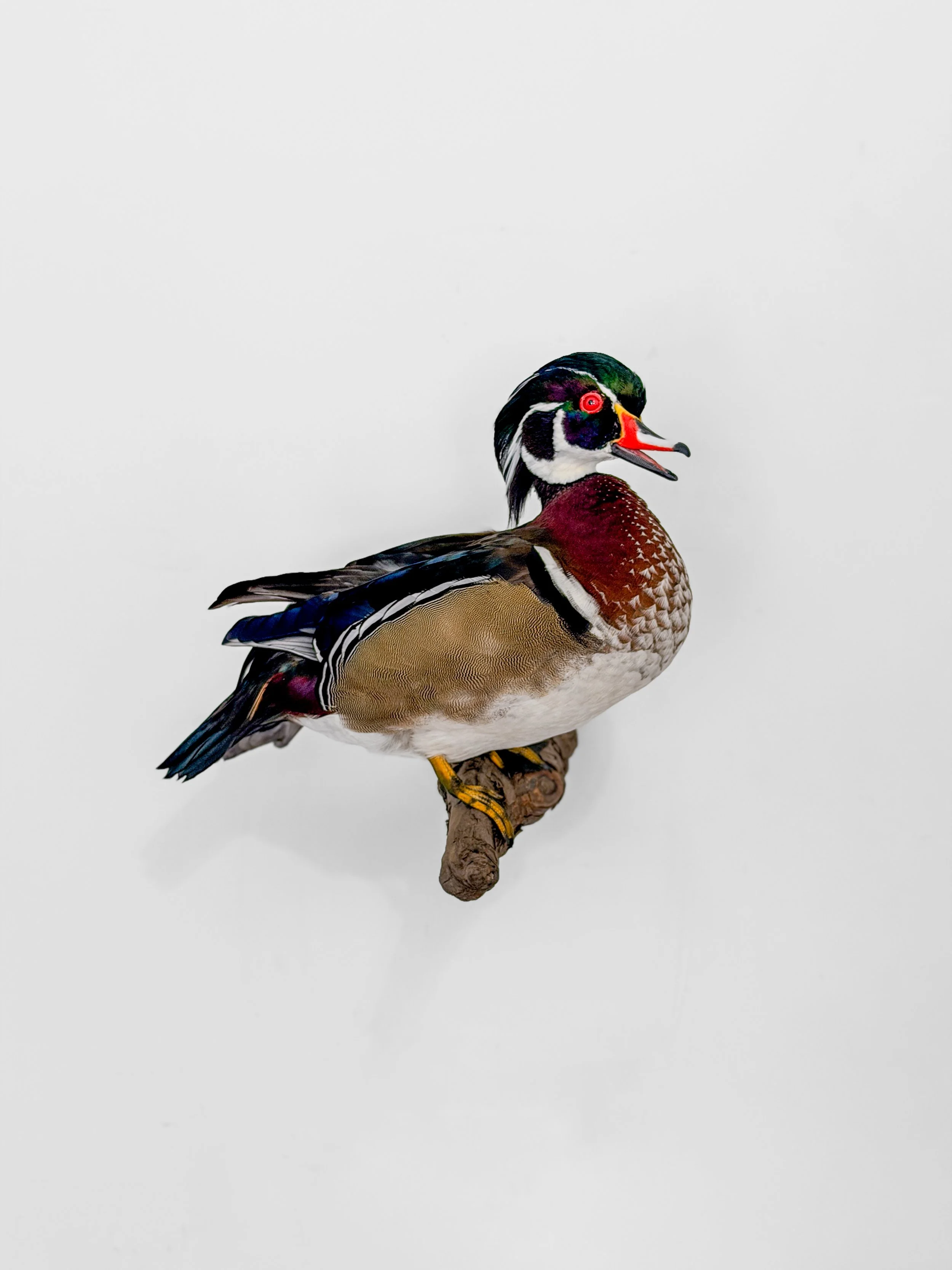 standing wood duck taxidermy mount