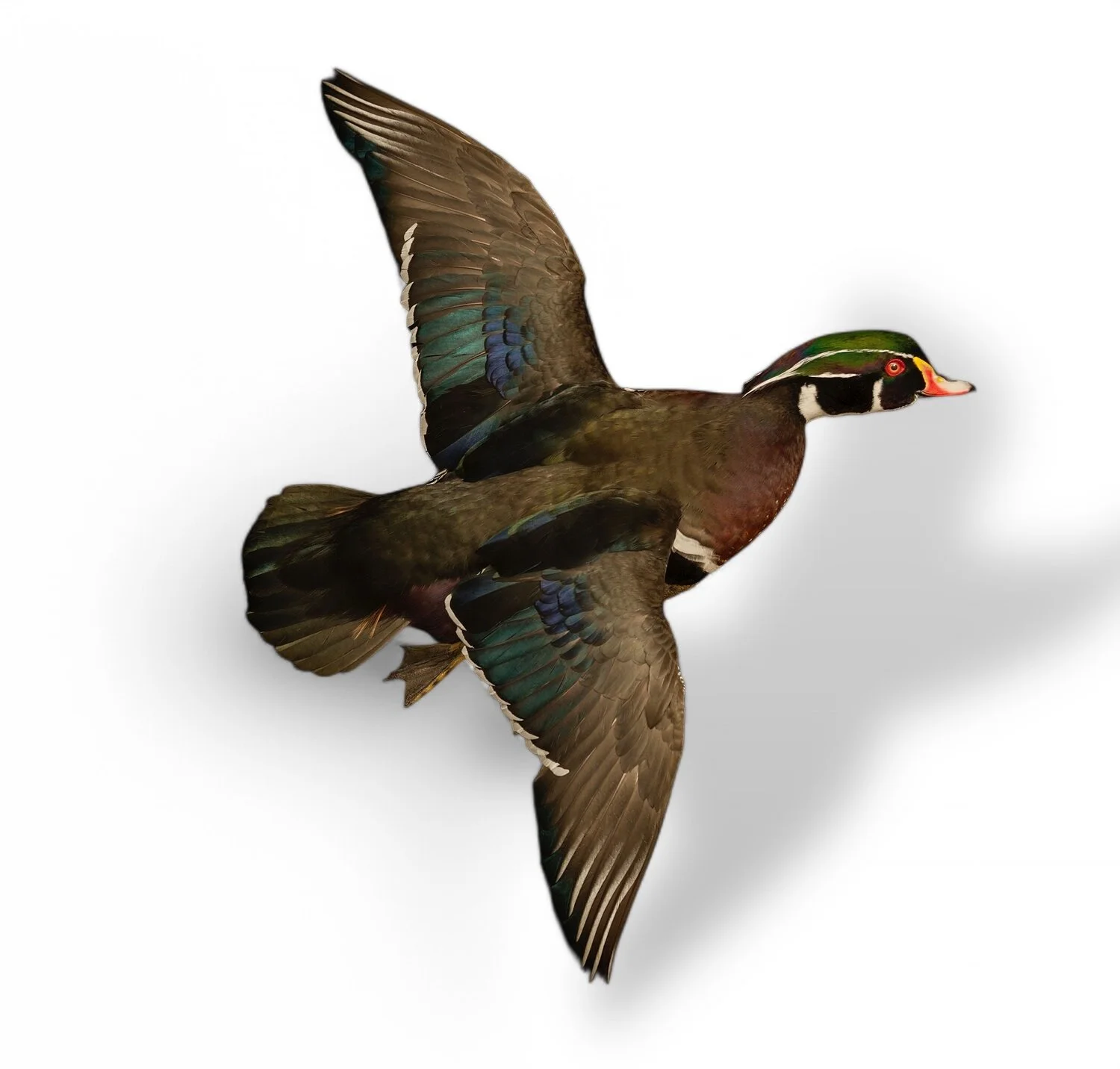 Duck Taxidermy: Preserving the Beauty of South Carolina Waterfowl