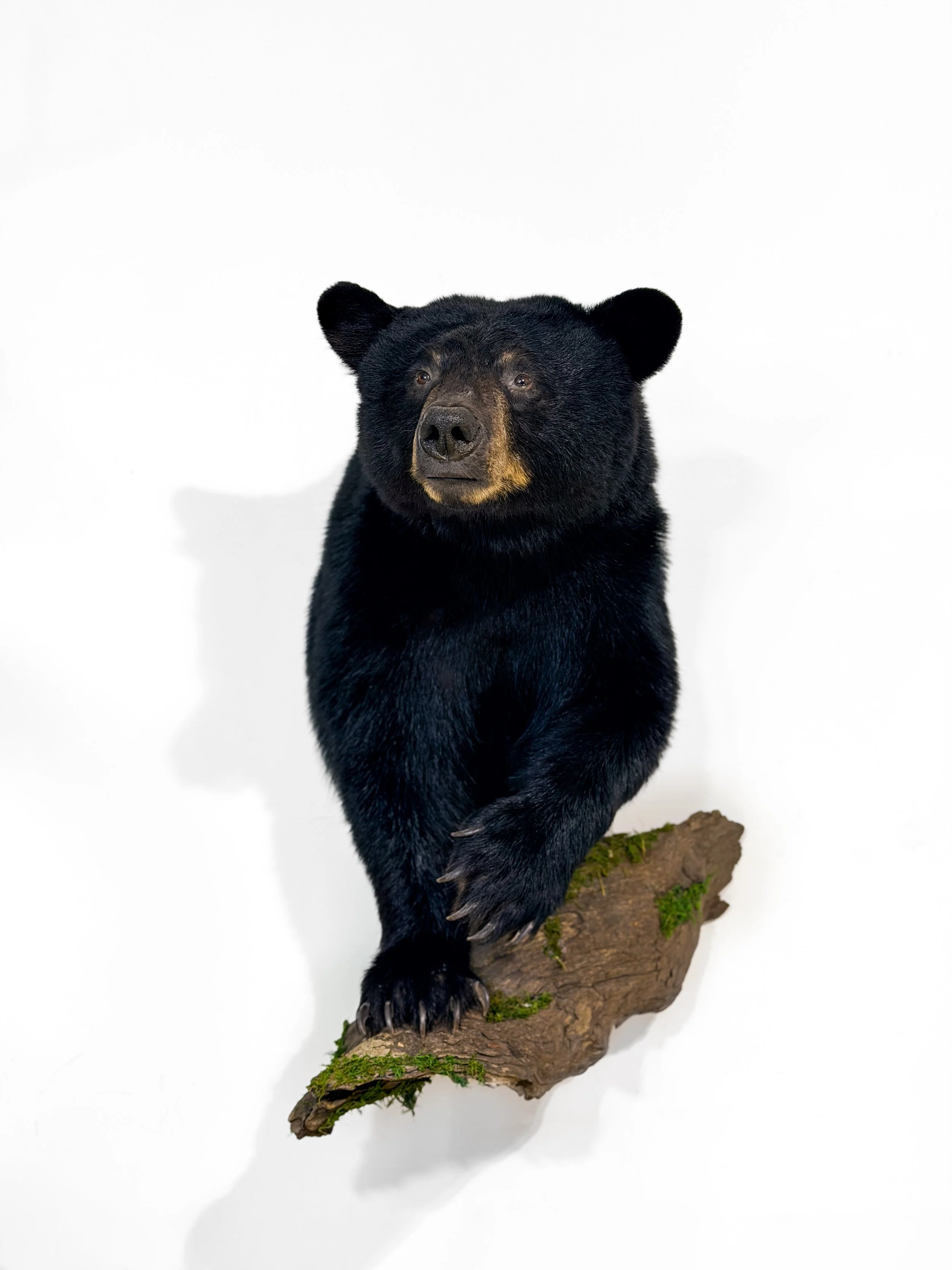 black bear taxidermy mount