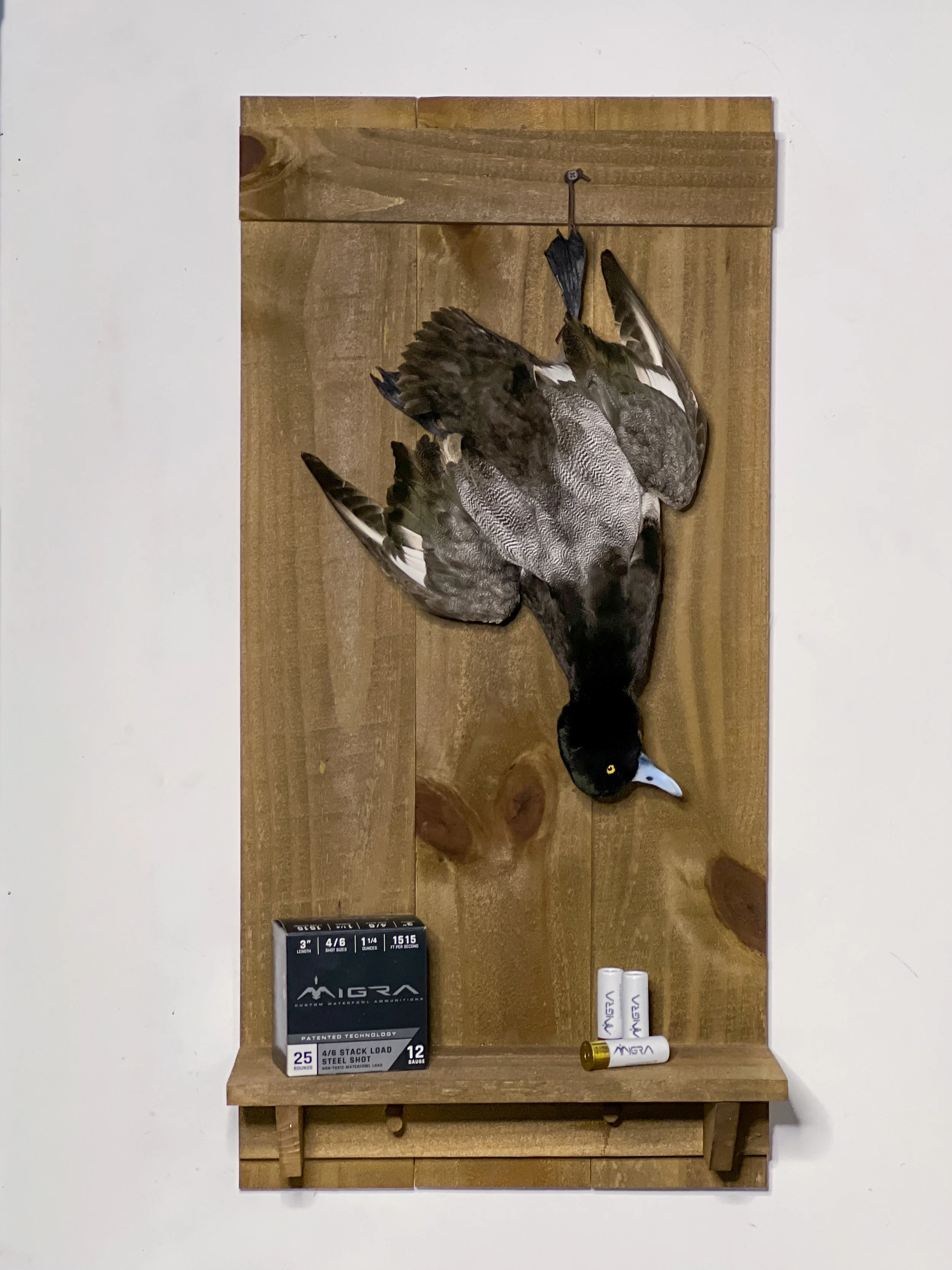 Bluebill duck dead mount taxidermy