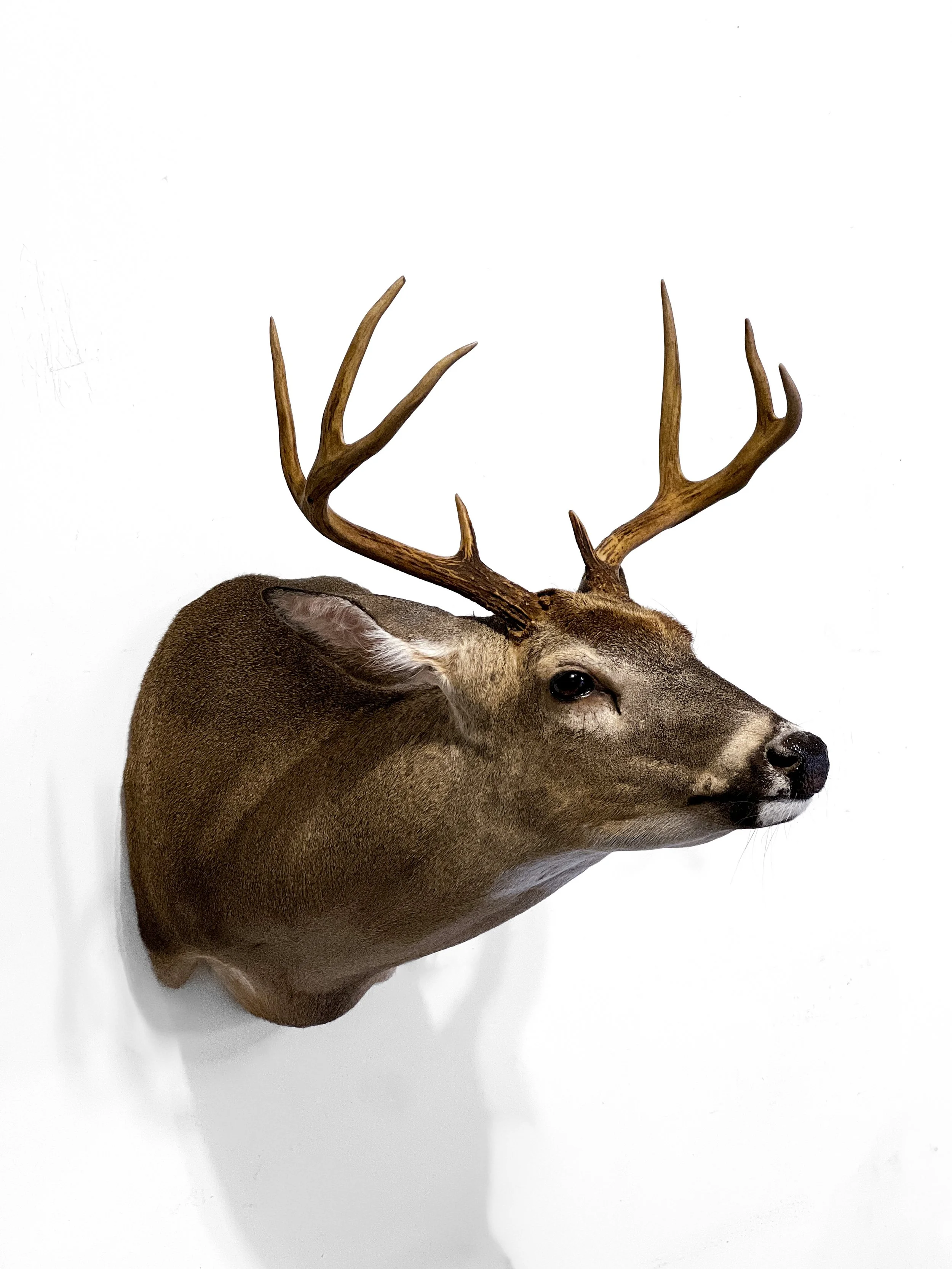 full sneak whitetail deer taxidermy shoulder mount