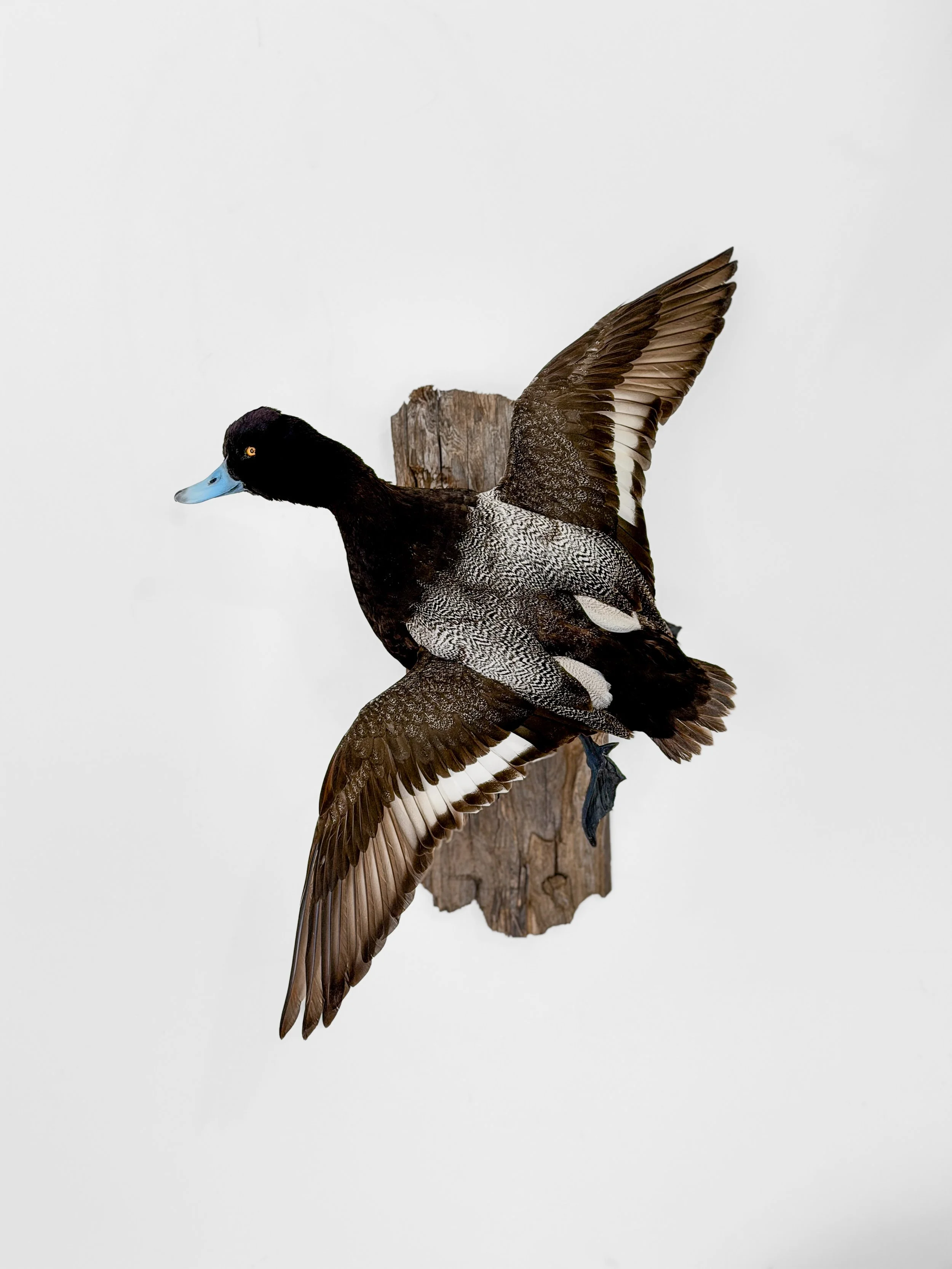 bluebill waterfowl taxidermy