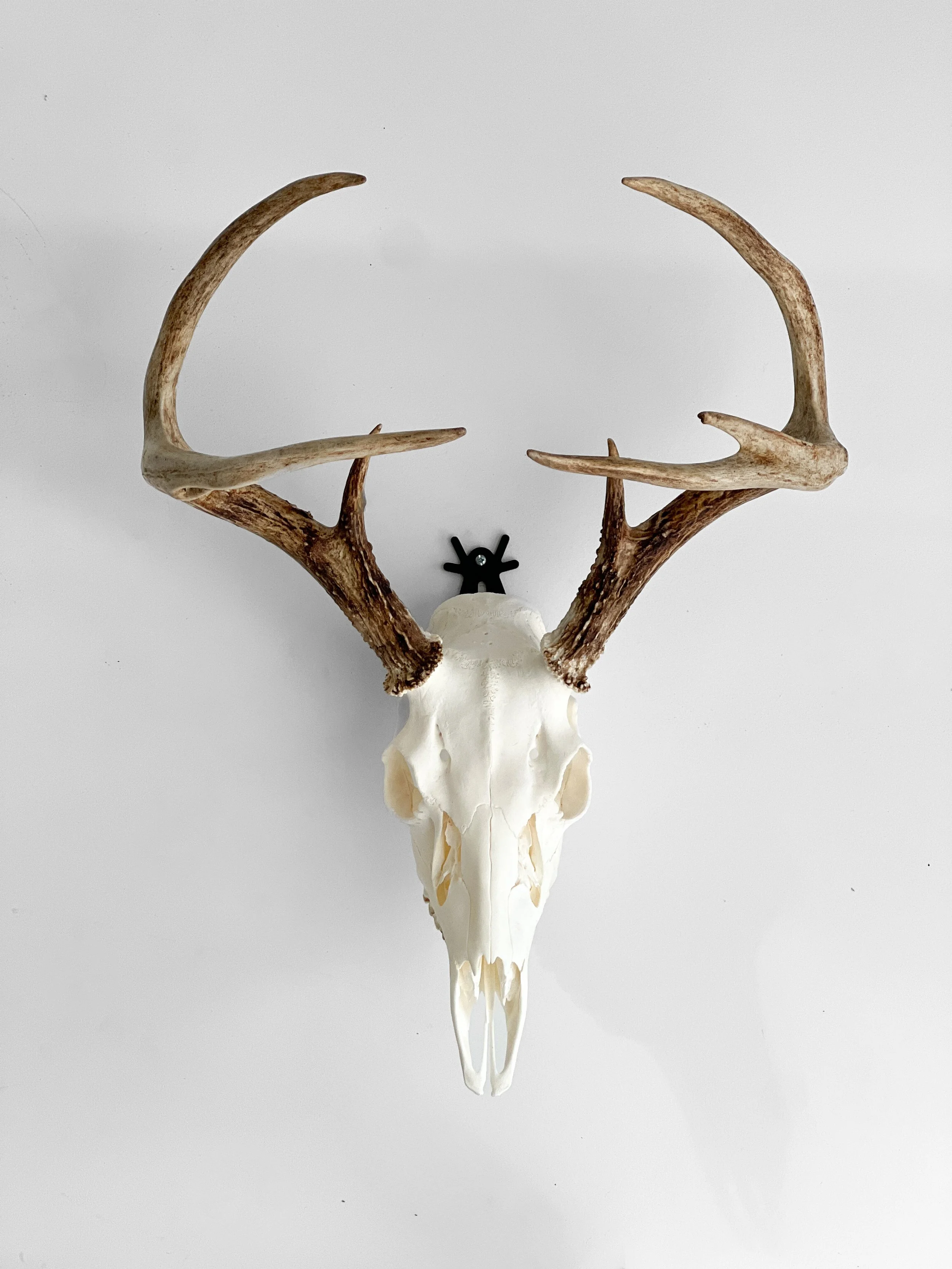 deer euro mount