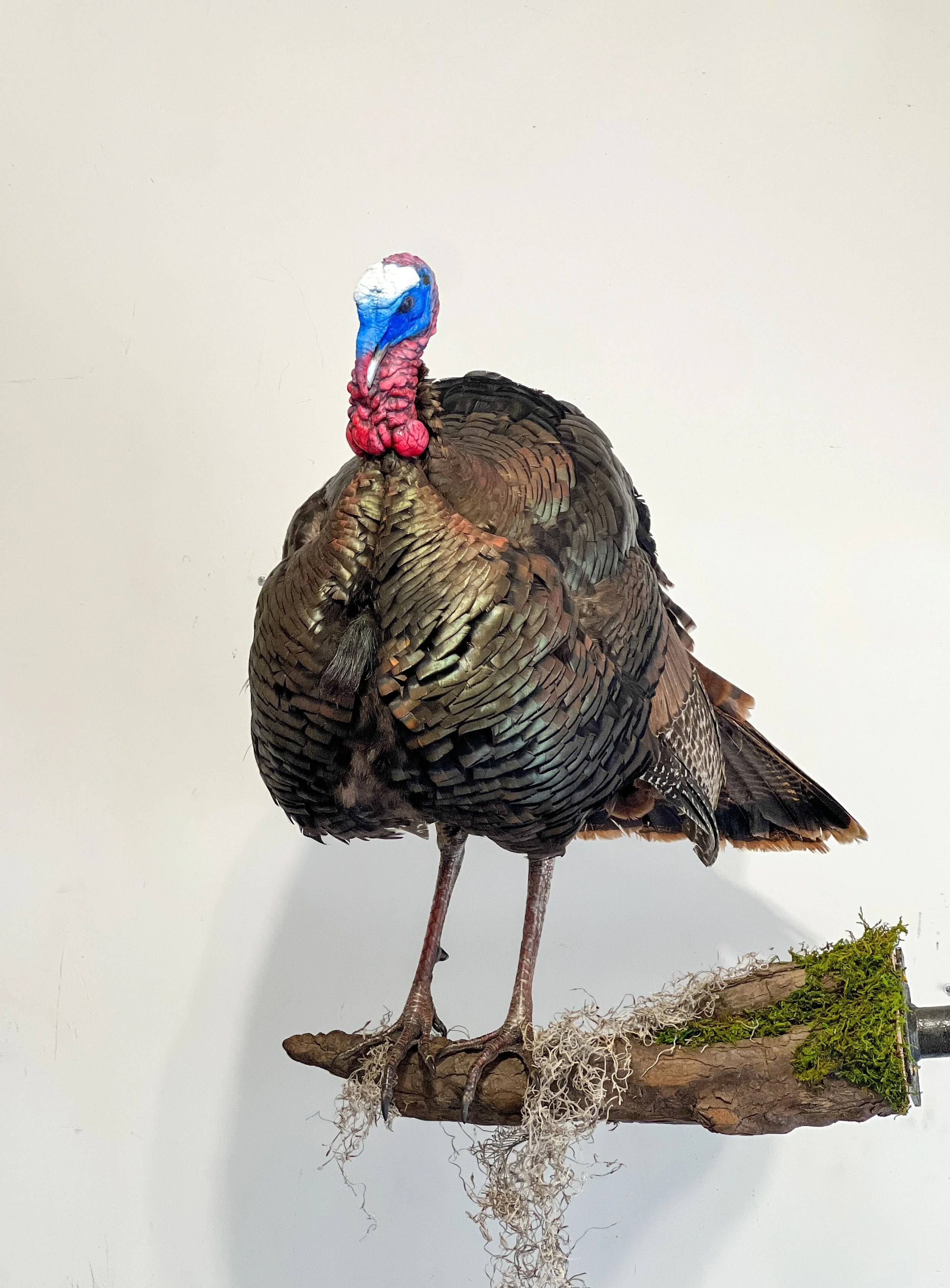 turkey half strut on limb taxidermy