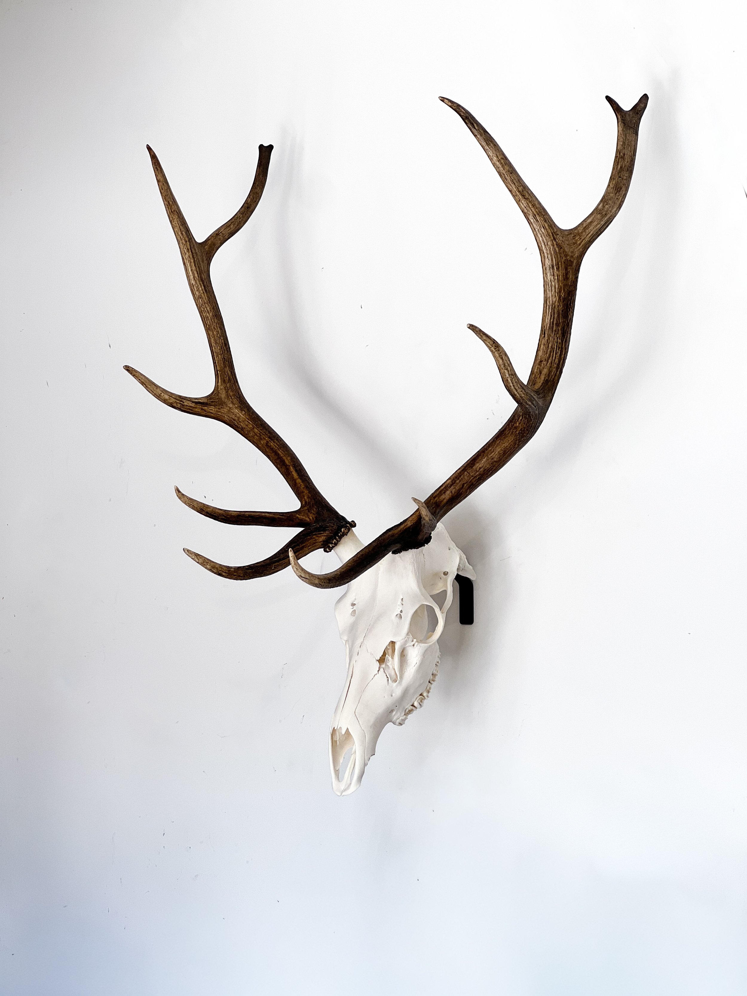 Elk euro skull mount