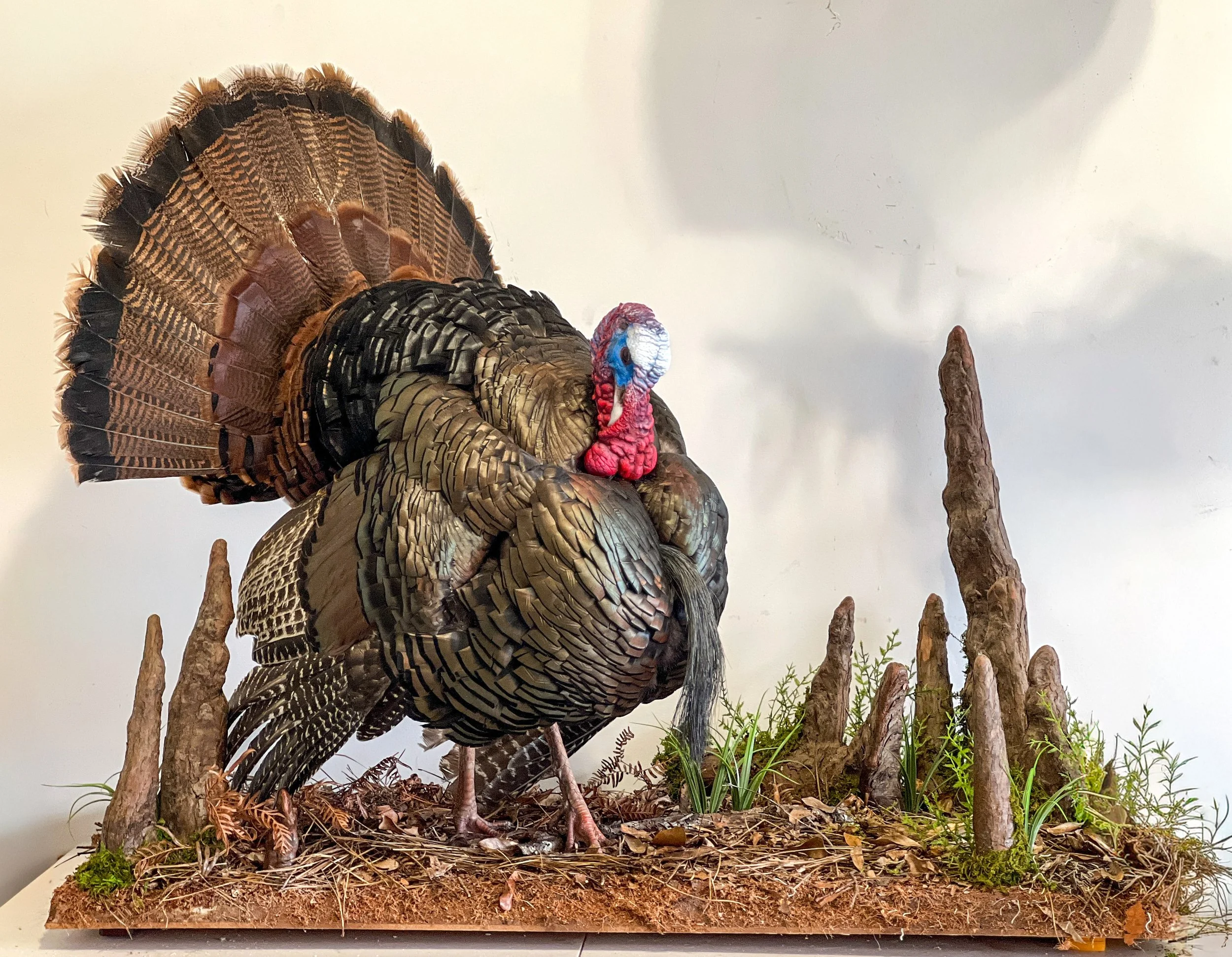 full strut turkey taxidermy