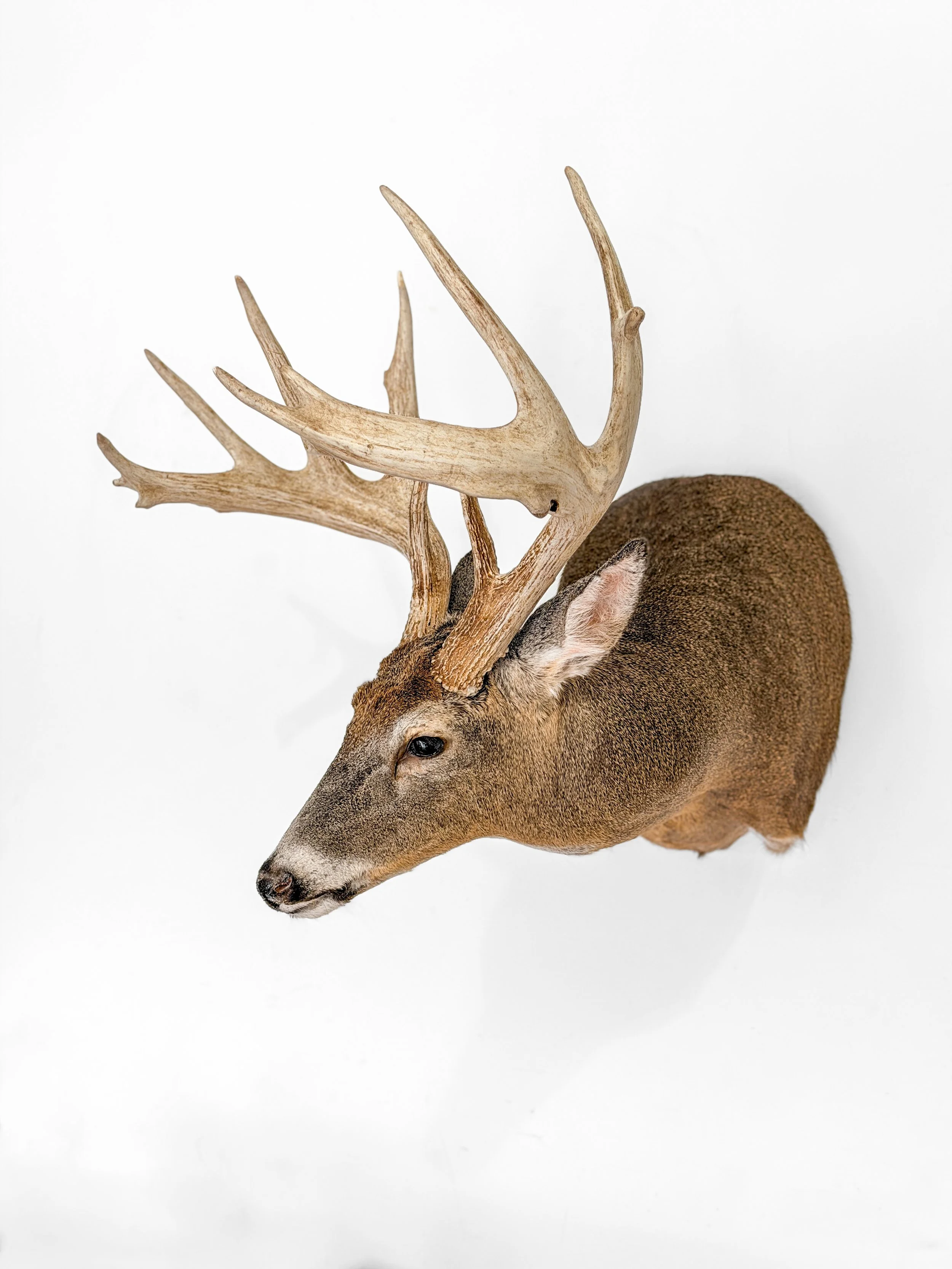 whitetail deer shoulder mount taxidermy