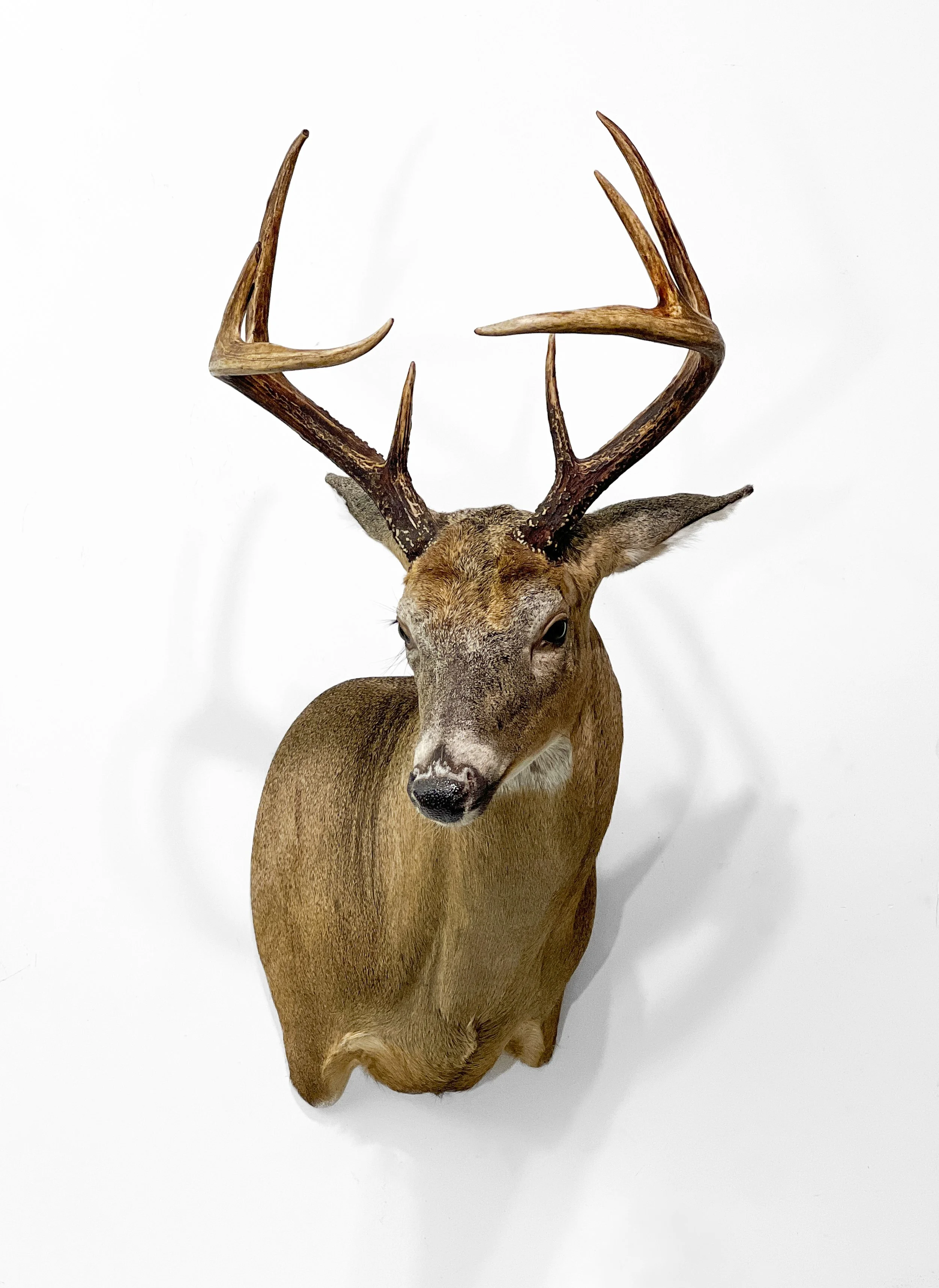 deer shoulder mount aggressive pose