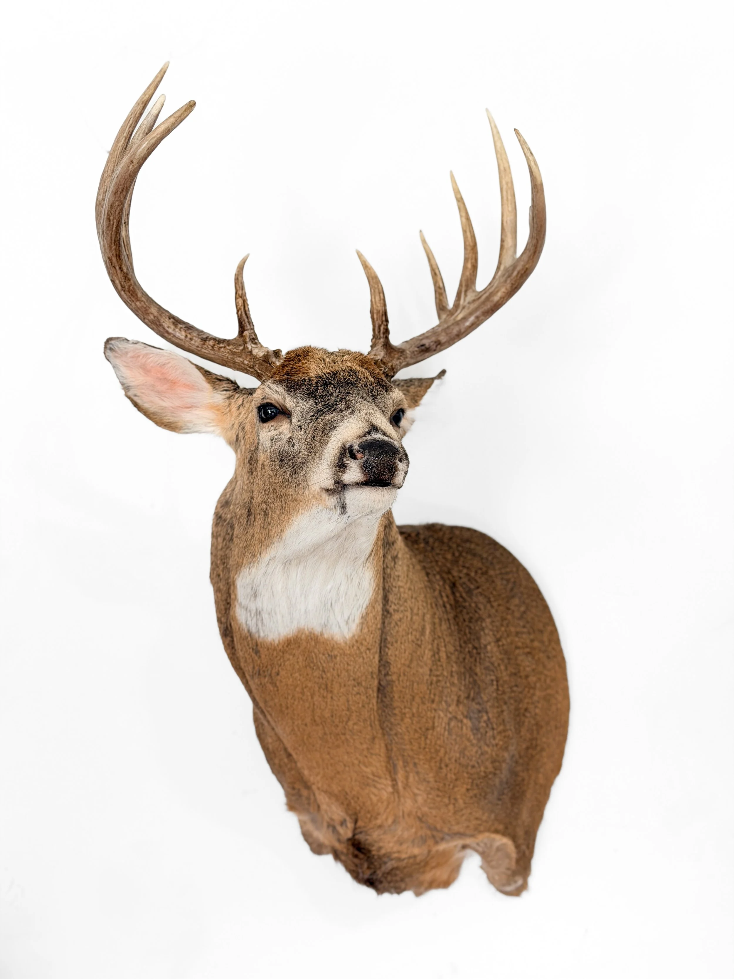deer shoulder mount taxidermy