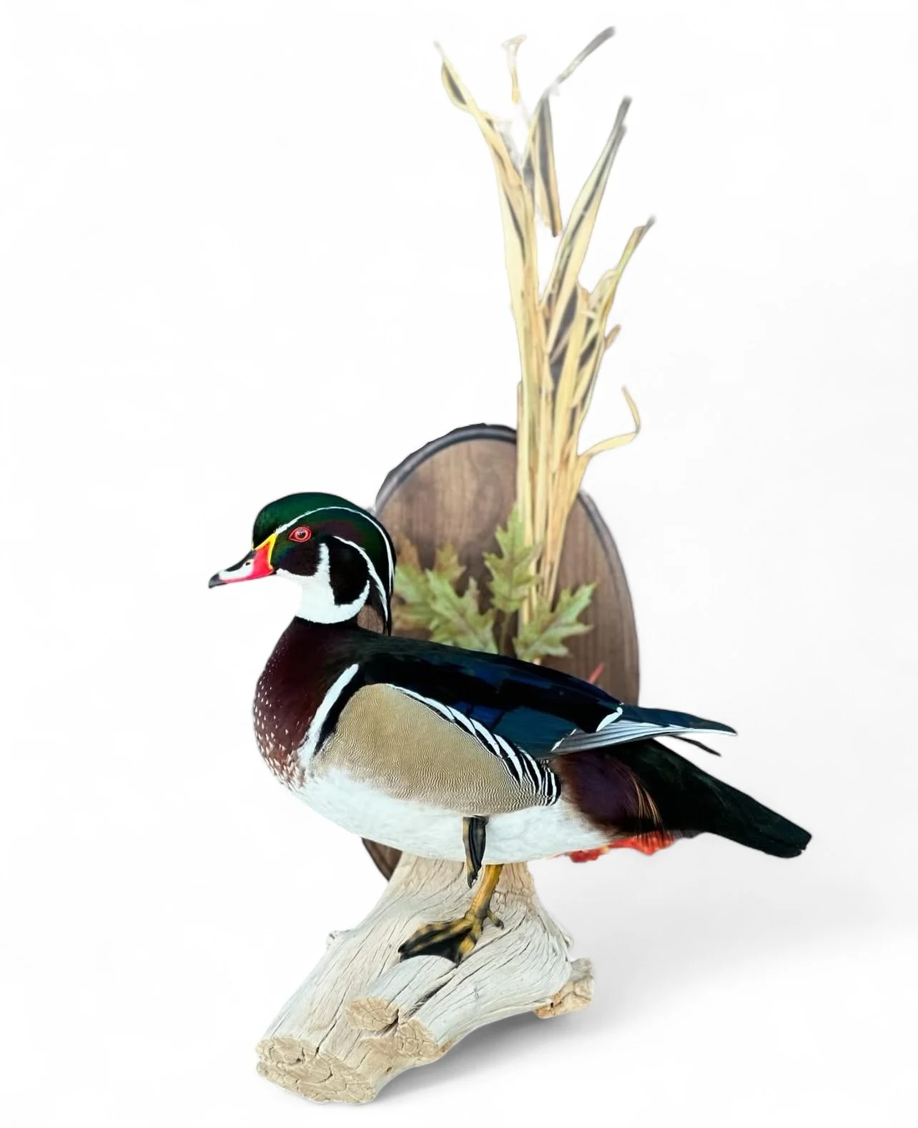 wood duck taxidermy on wall habitat