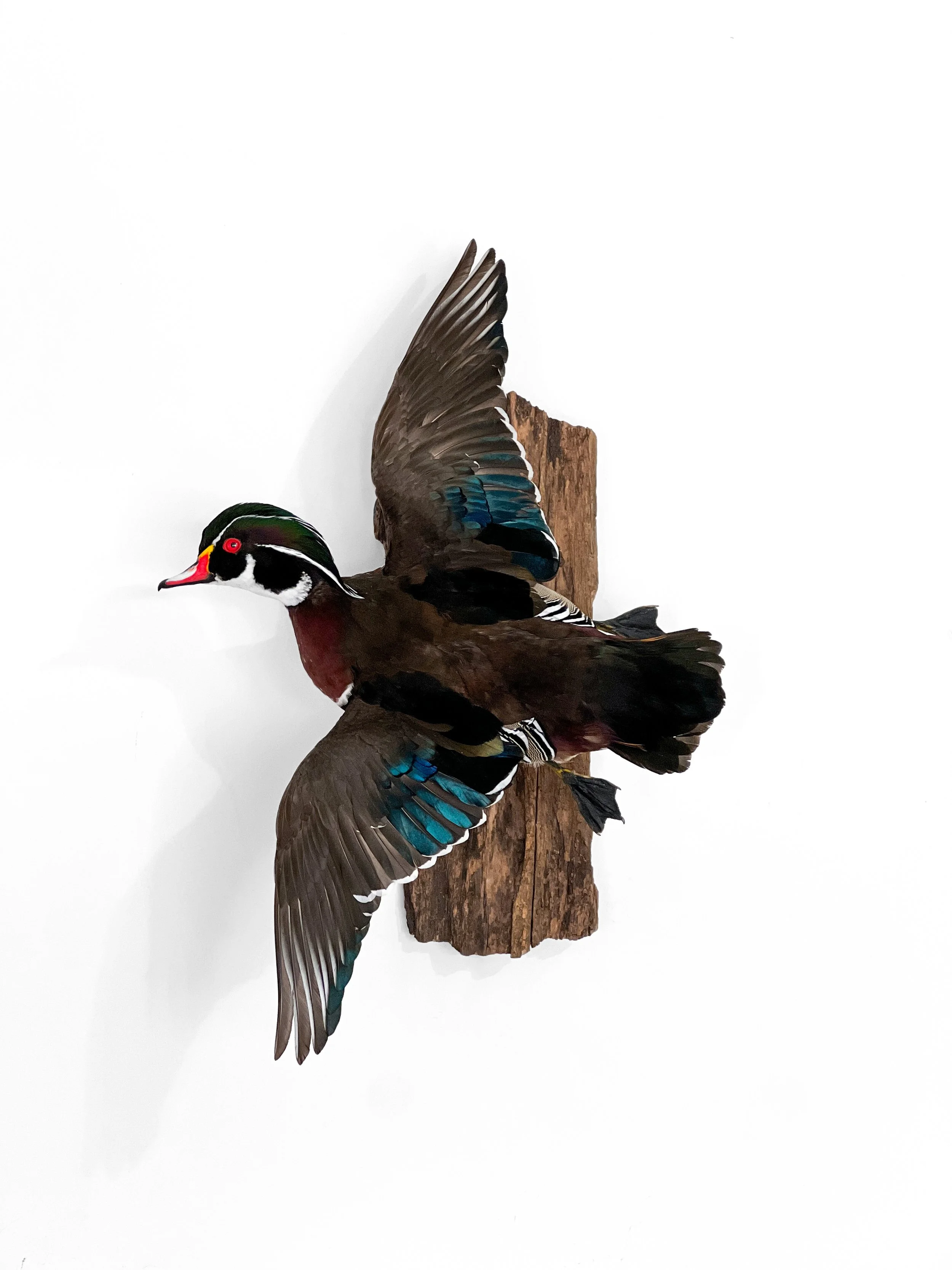 wood duck drake taxidermy mount