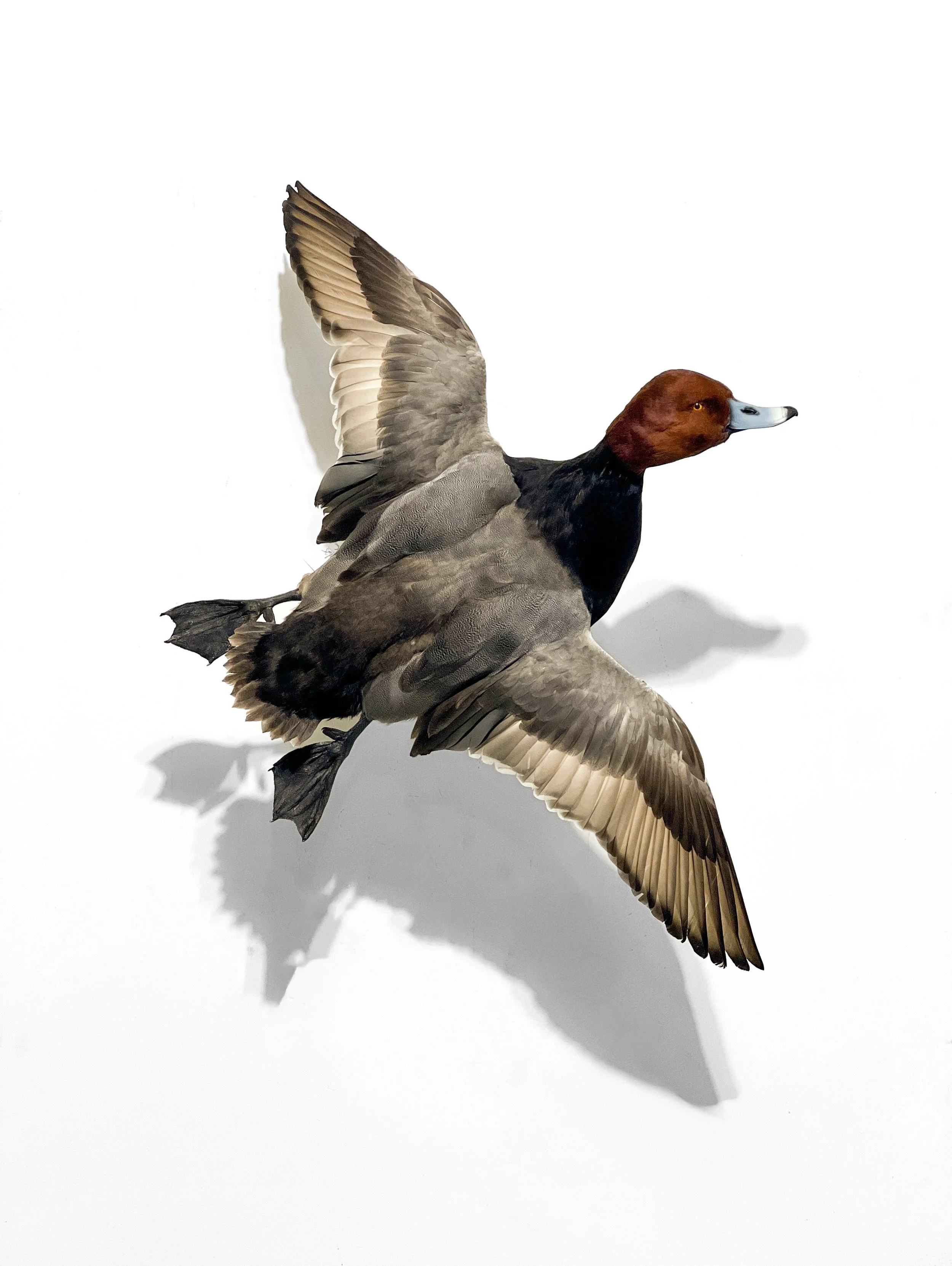 Redhead Drake duck taxidermy