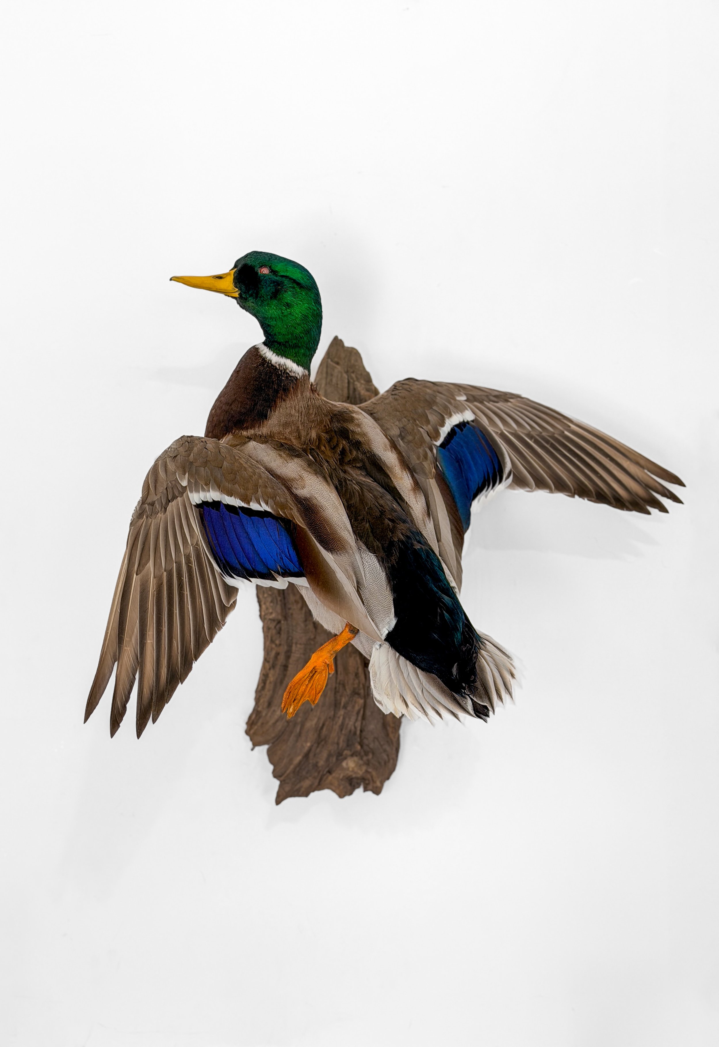 mallard duck taxidermy conway sc