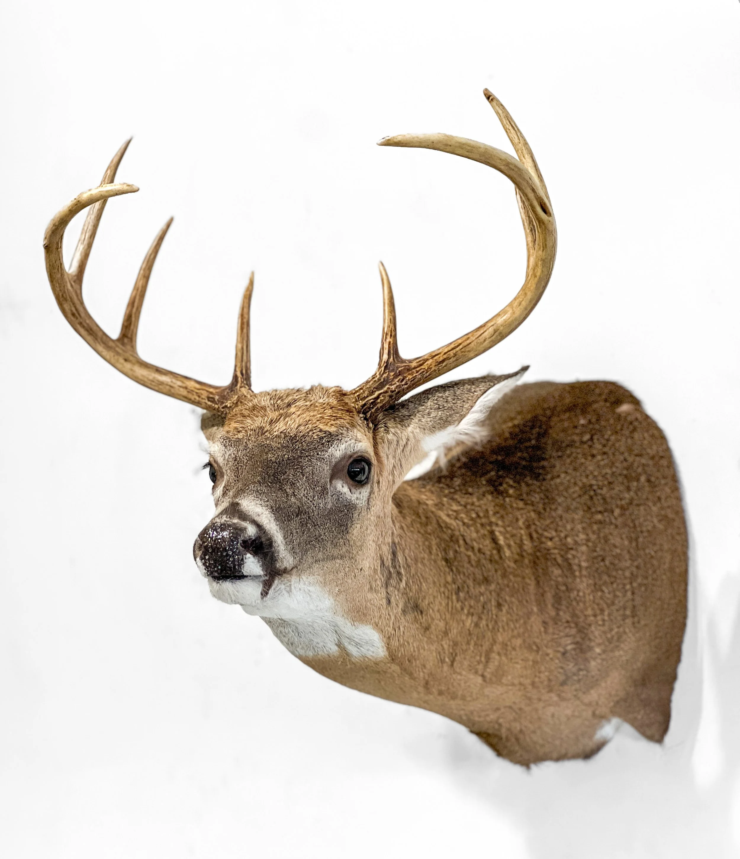 whitetail deer full sneak shoulder mount